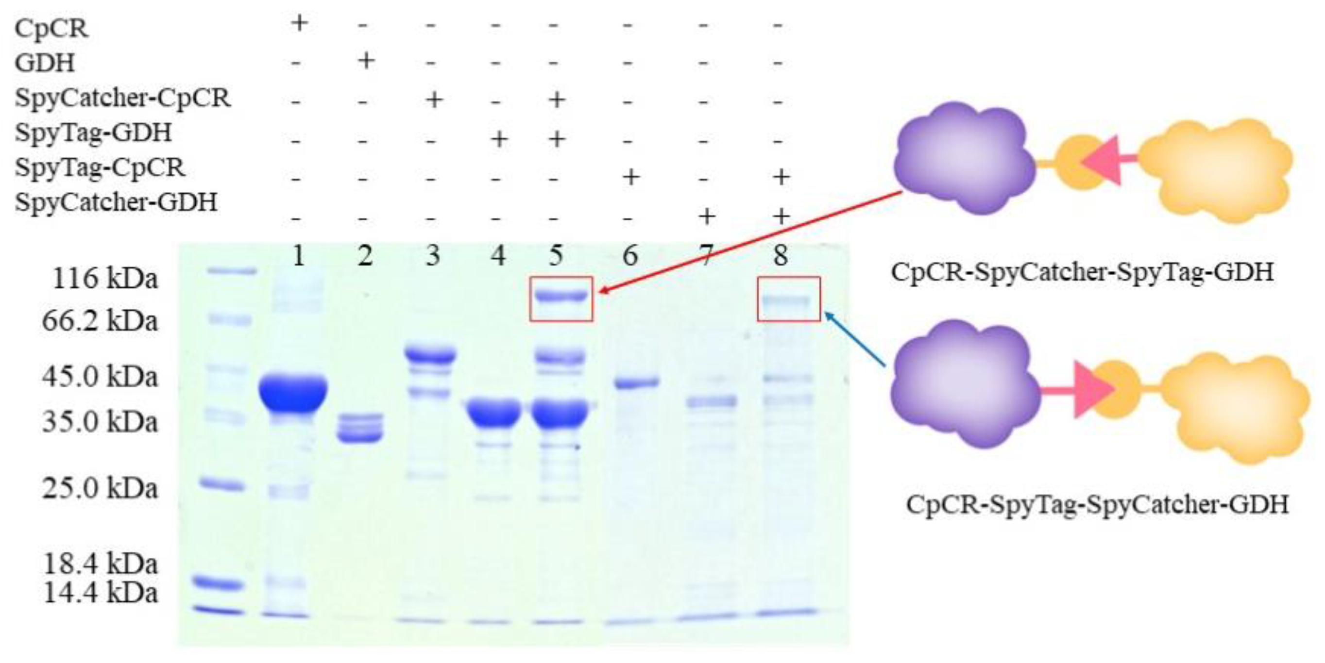 Biomolecules 13 00091 g007 Biomolecules 13 00091 g007