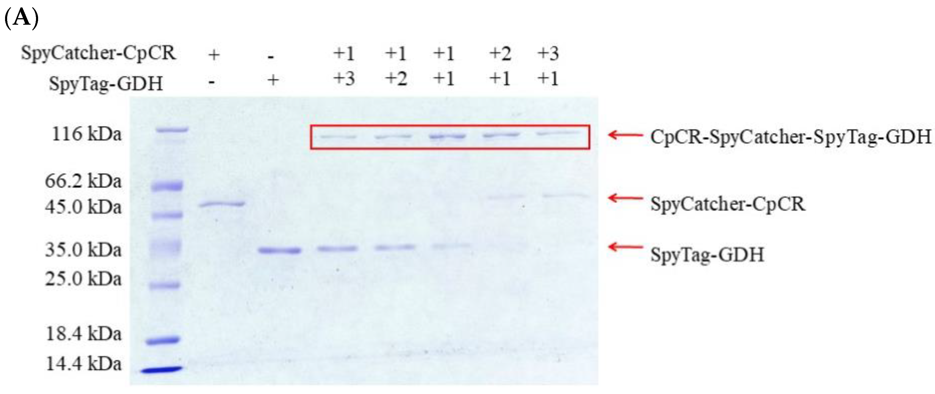 Biomolecules 13 00091 g008a Biomolecules 13 00091 g008a