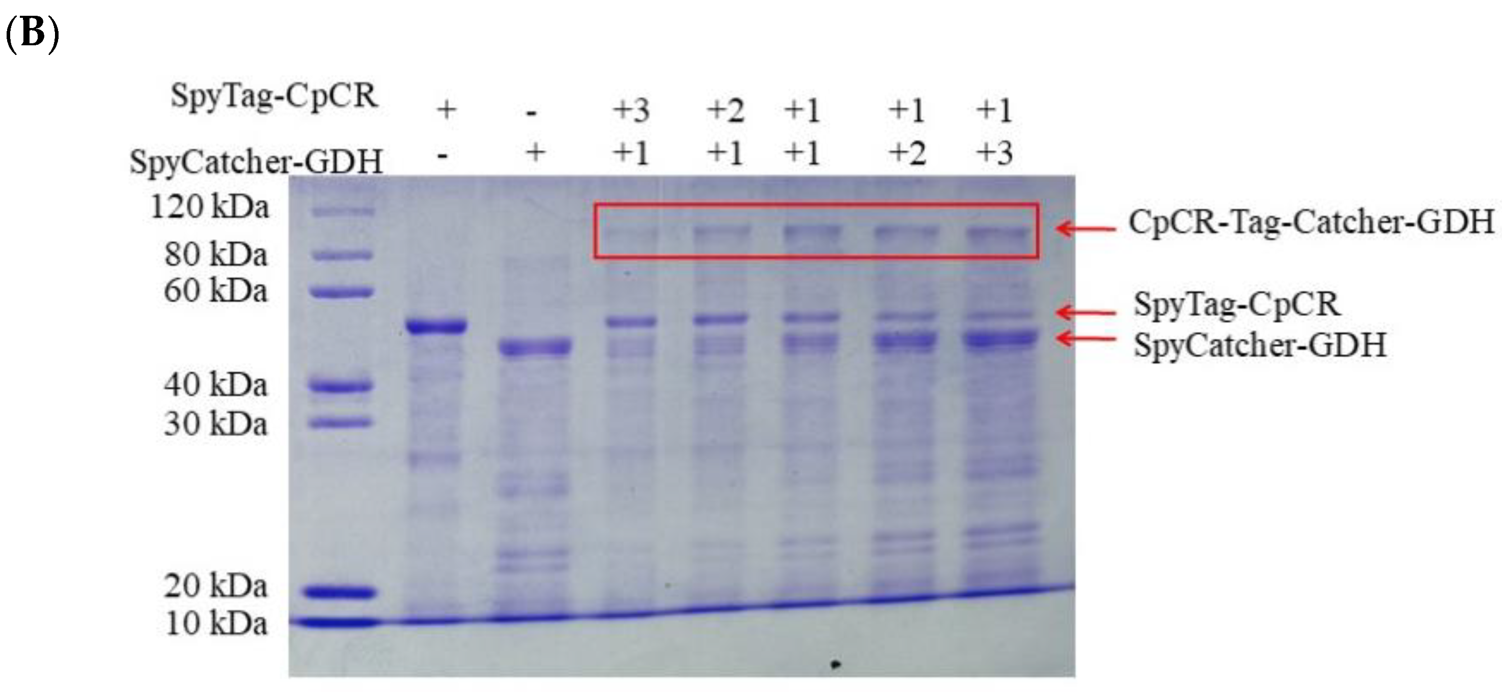 Biomolecules 13 00091 g008b Biomolecules 13 00091 g008b