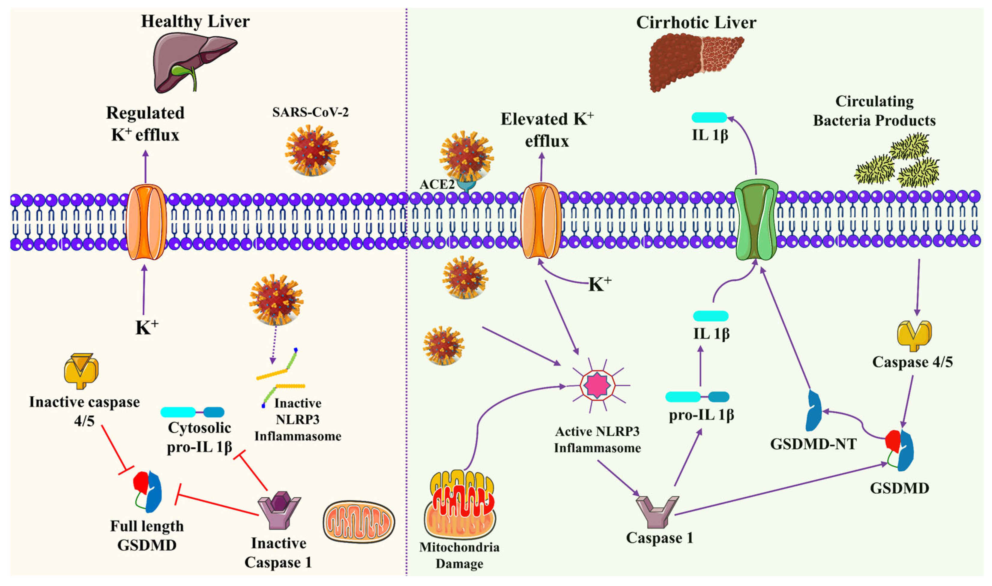 Biomolecules 13 00099 g005