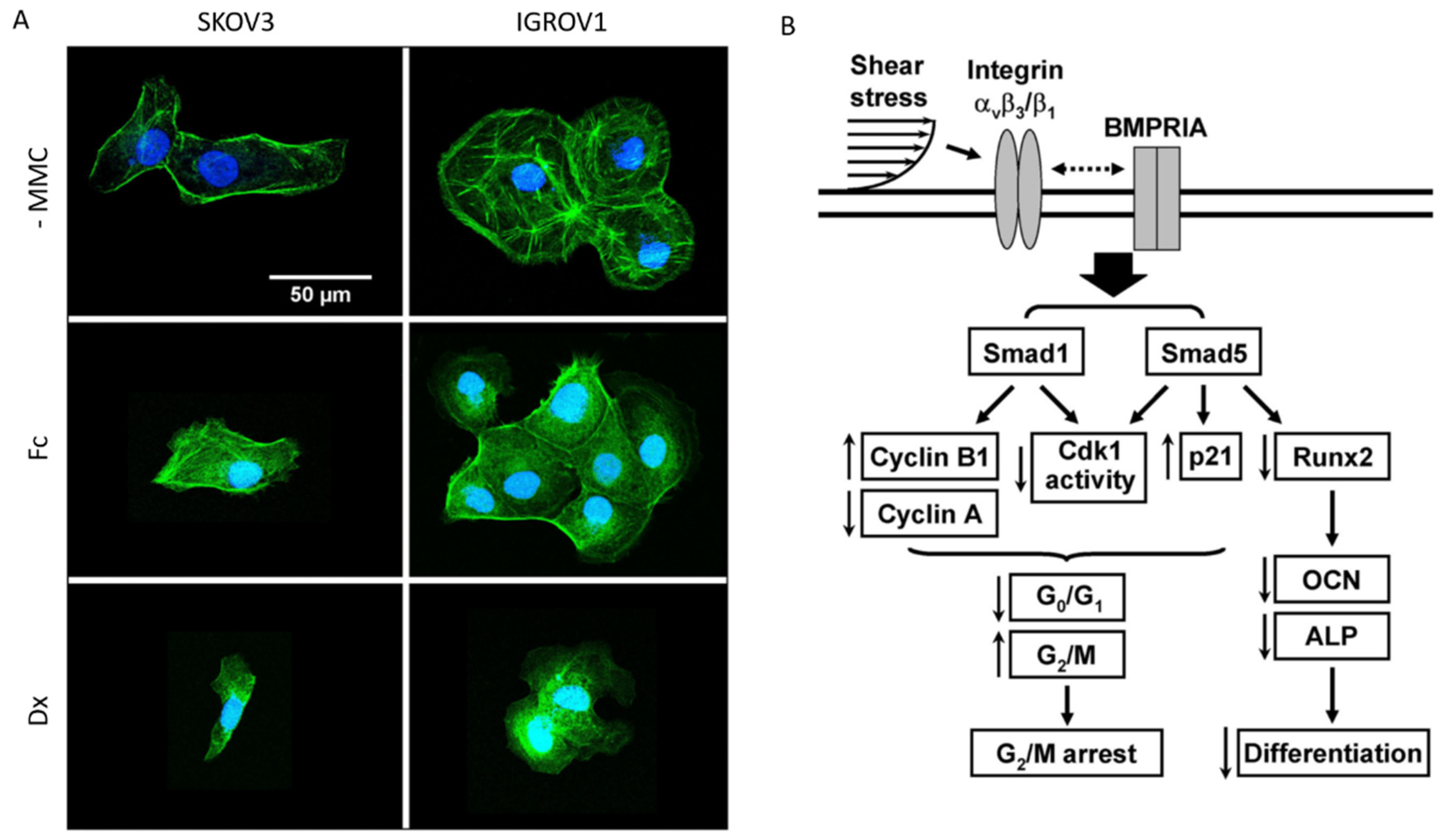 Biomolecules 13 00103 g004