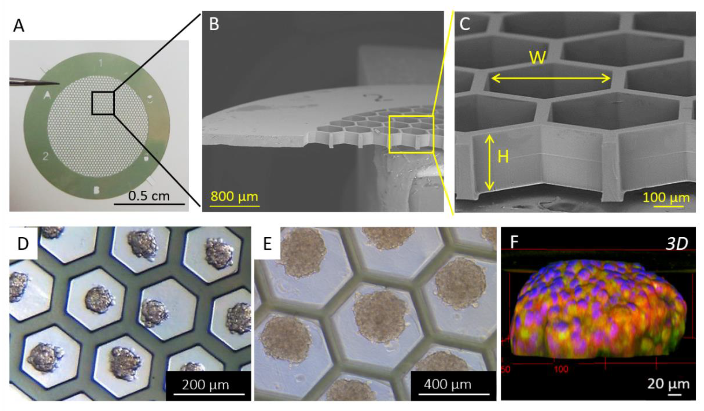 Biomolecules 13 00103 g007