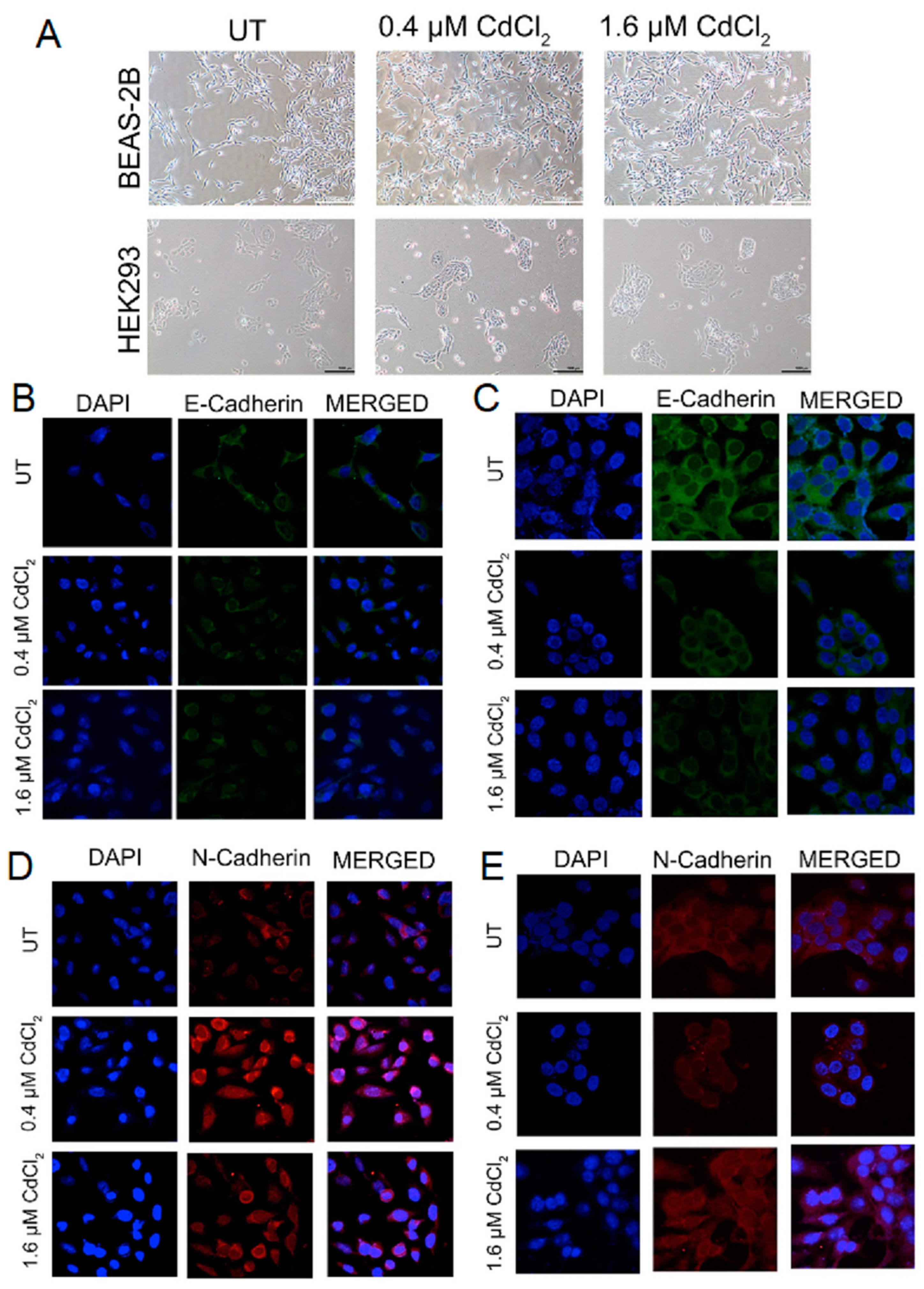 Biomolecules 13 00116 g001