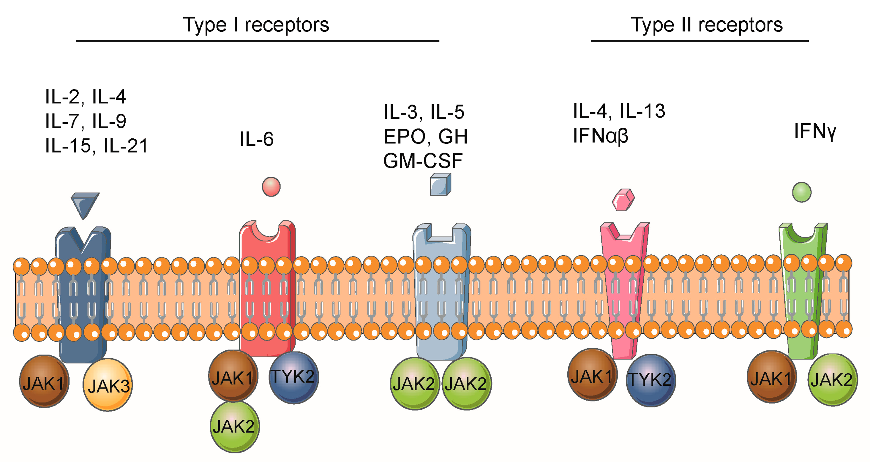 Biomolecules 13 00119 g003