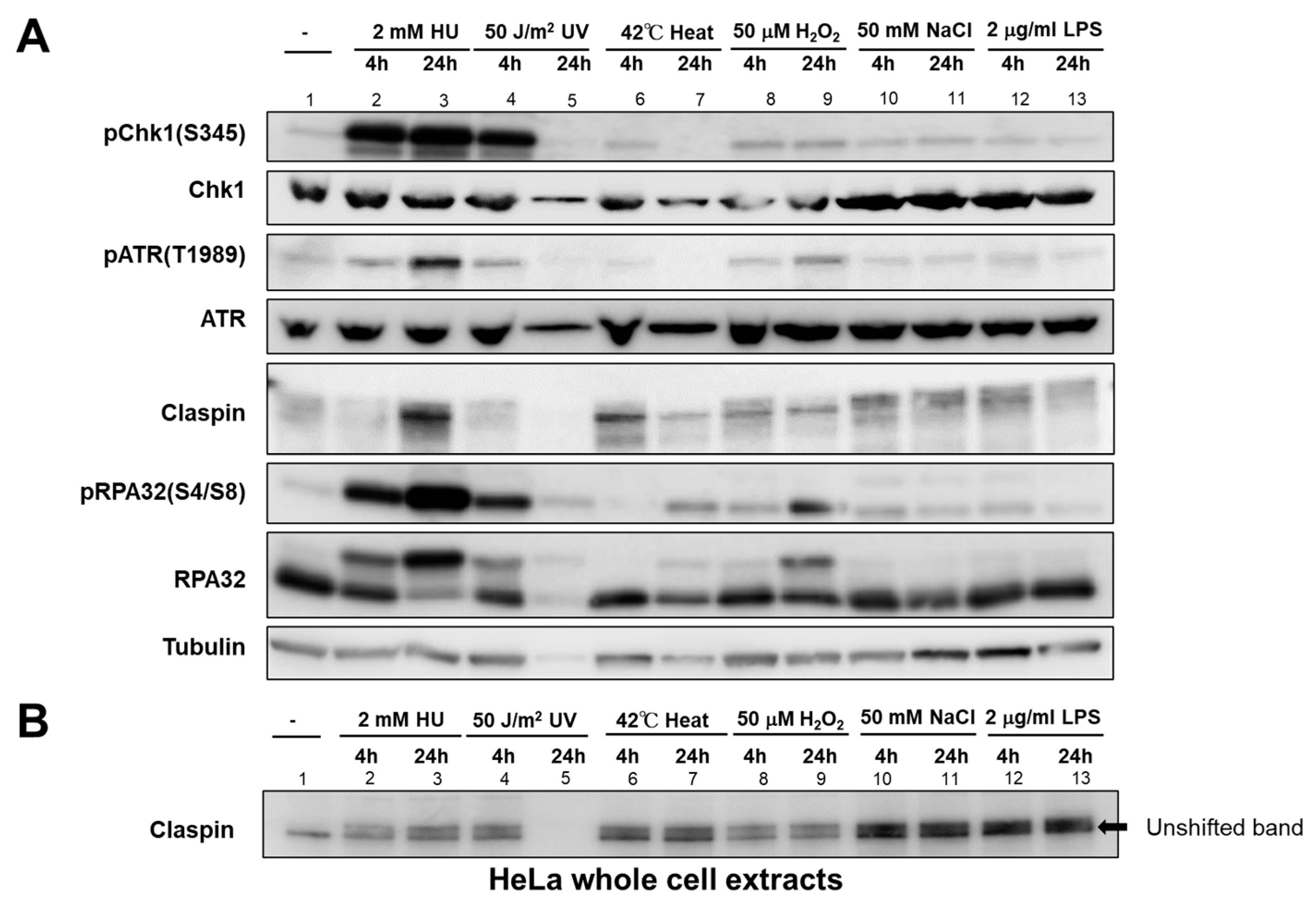 Biomolecules 13 00125 g004