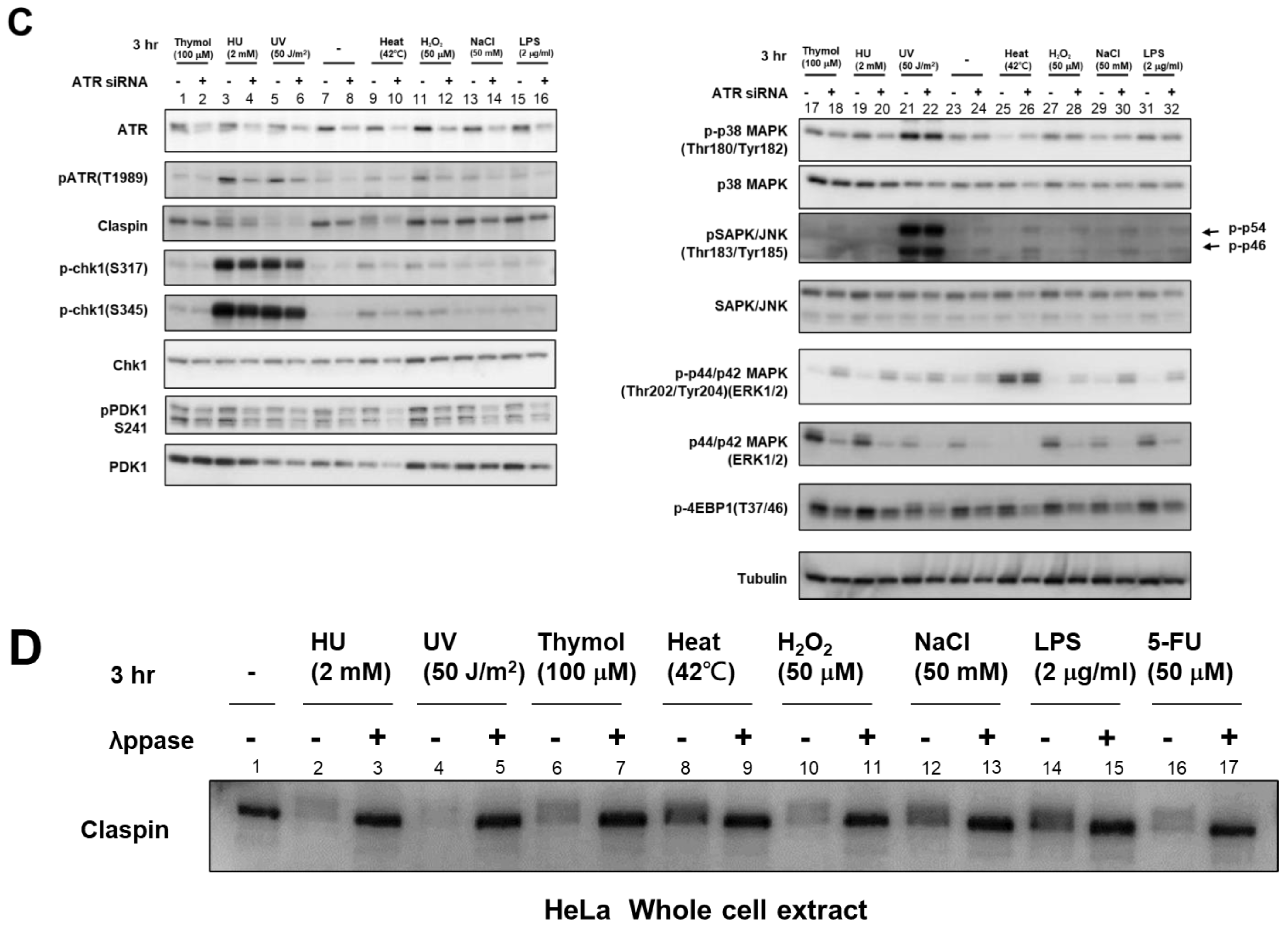 Biomolecules 13 00125 g005b