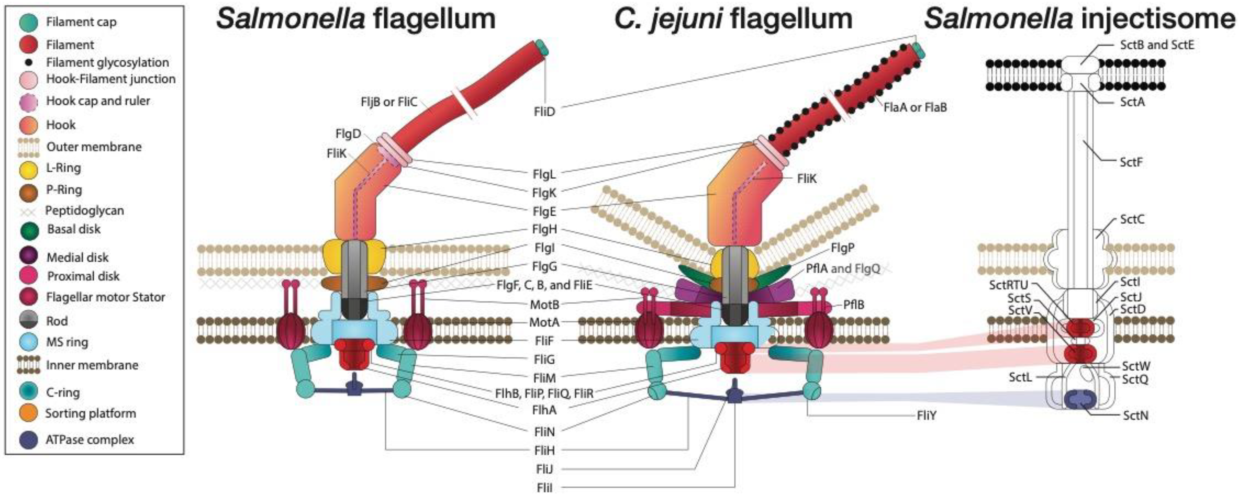 Biomolecules 13 00135 g003