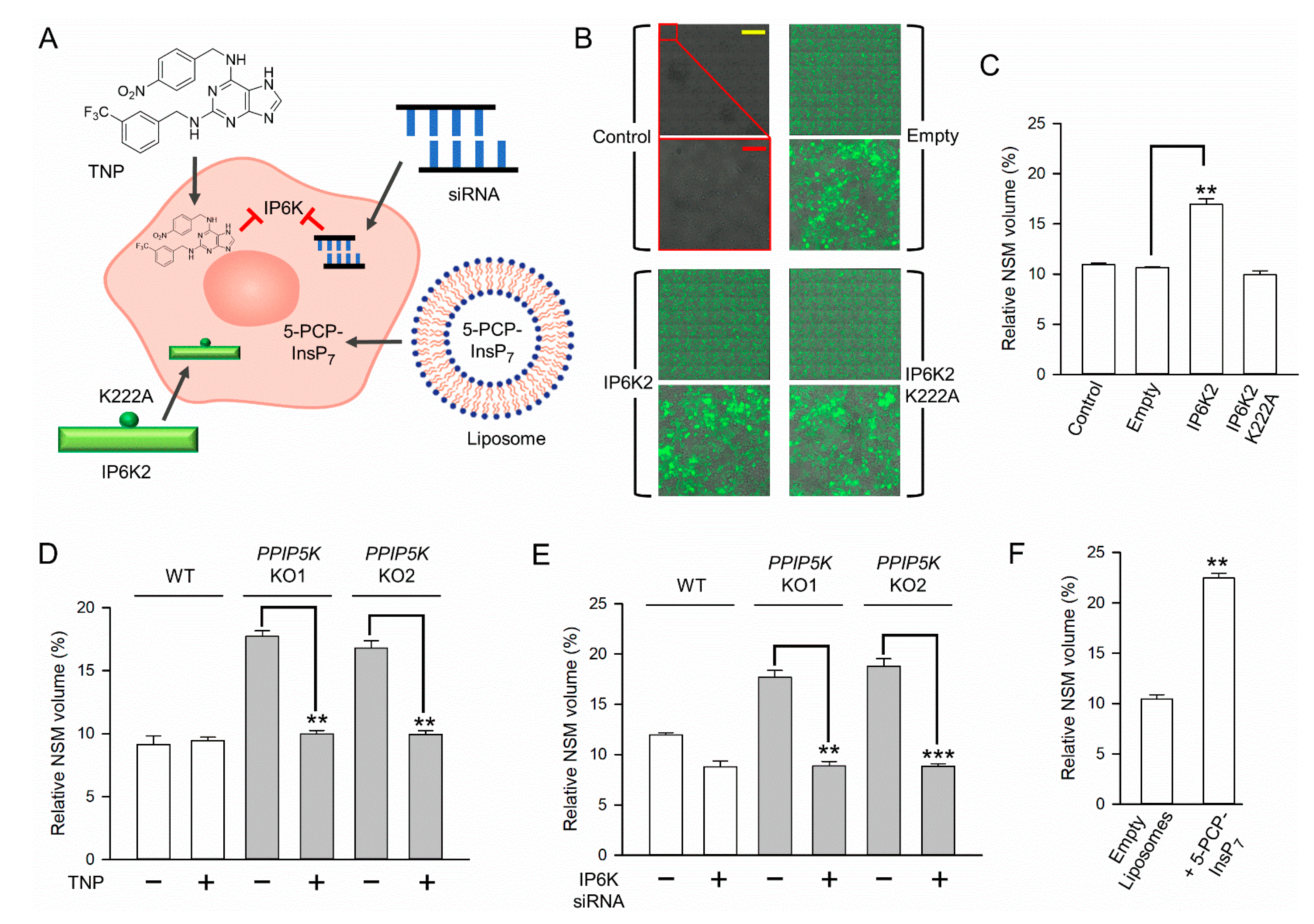Biomolecules 13 00153 g005a