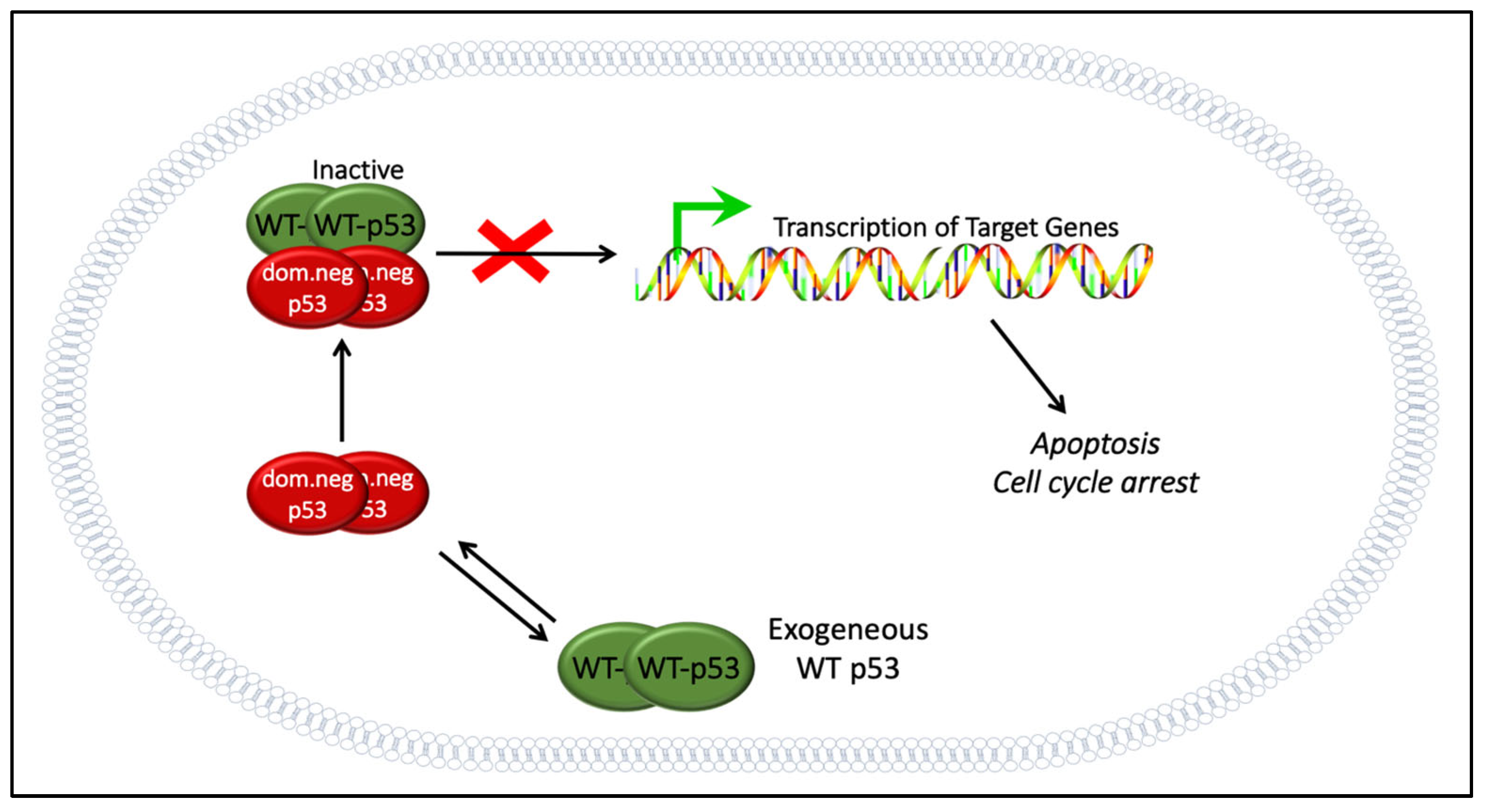 Biomolecules 13 00159 g003
