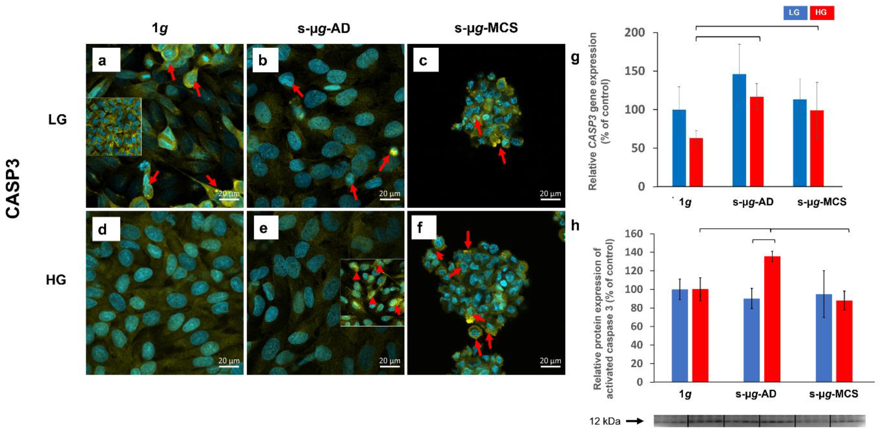 Biomolecules 13 00189 g010