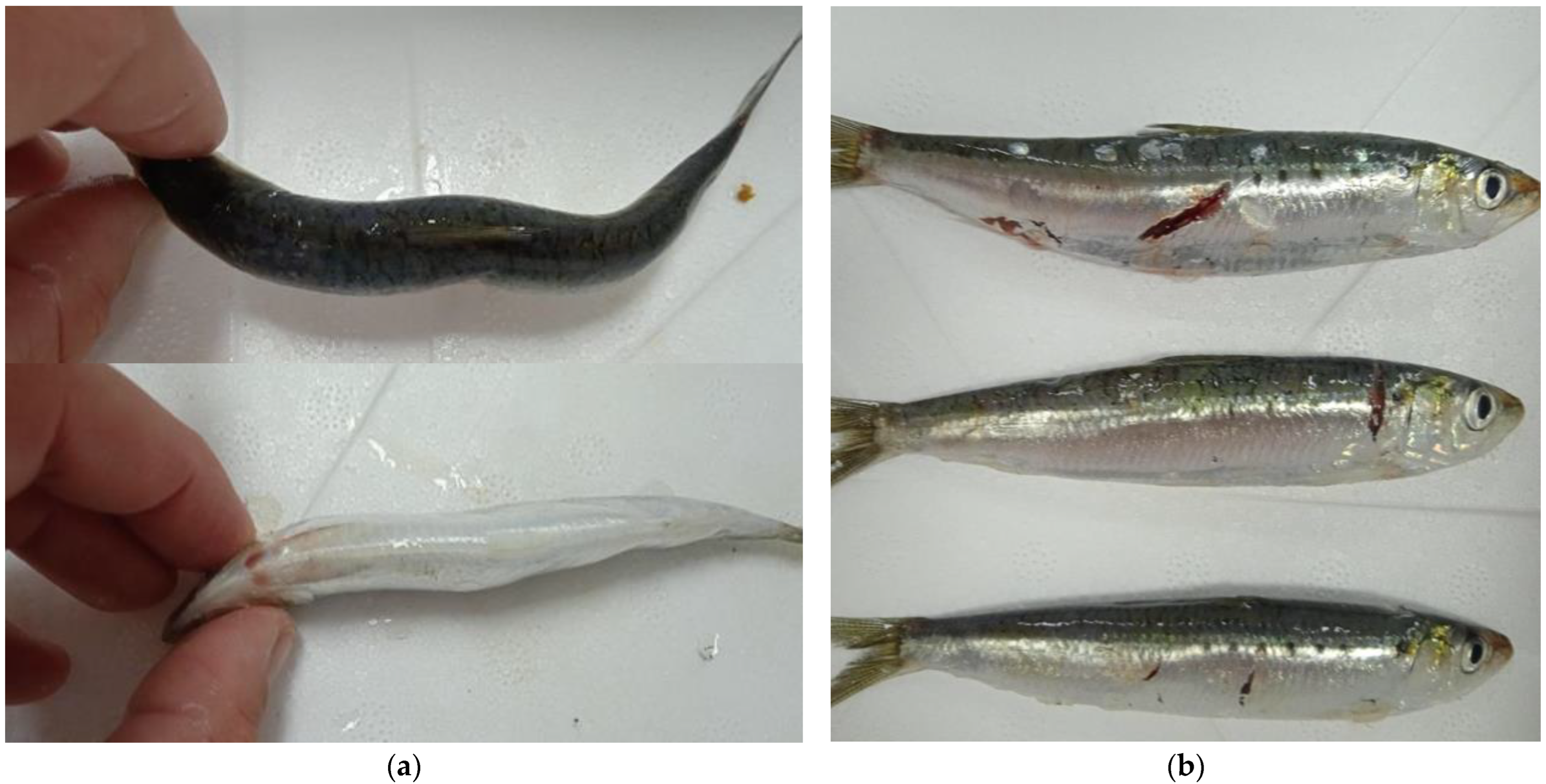 Biomolecules 13 00192 g001