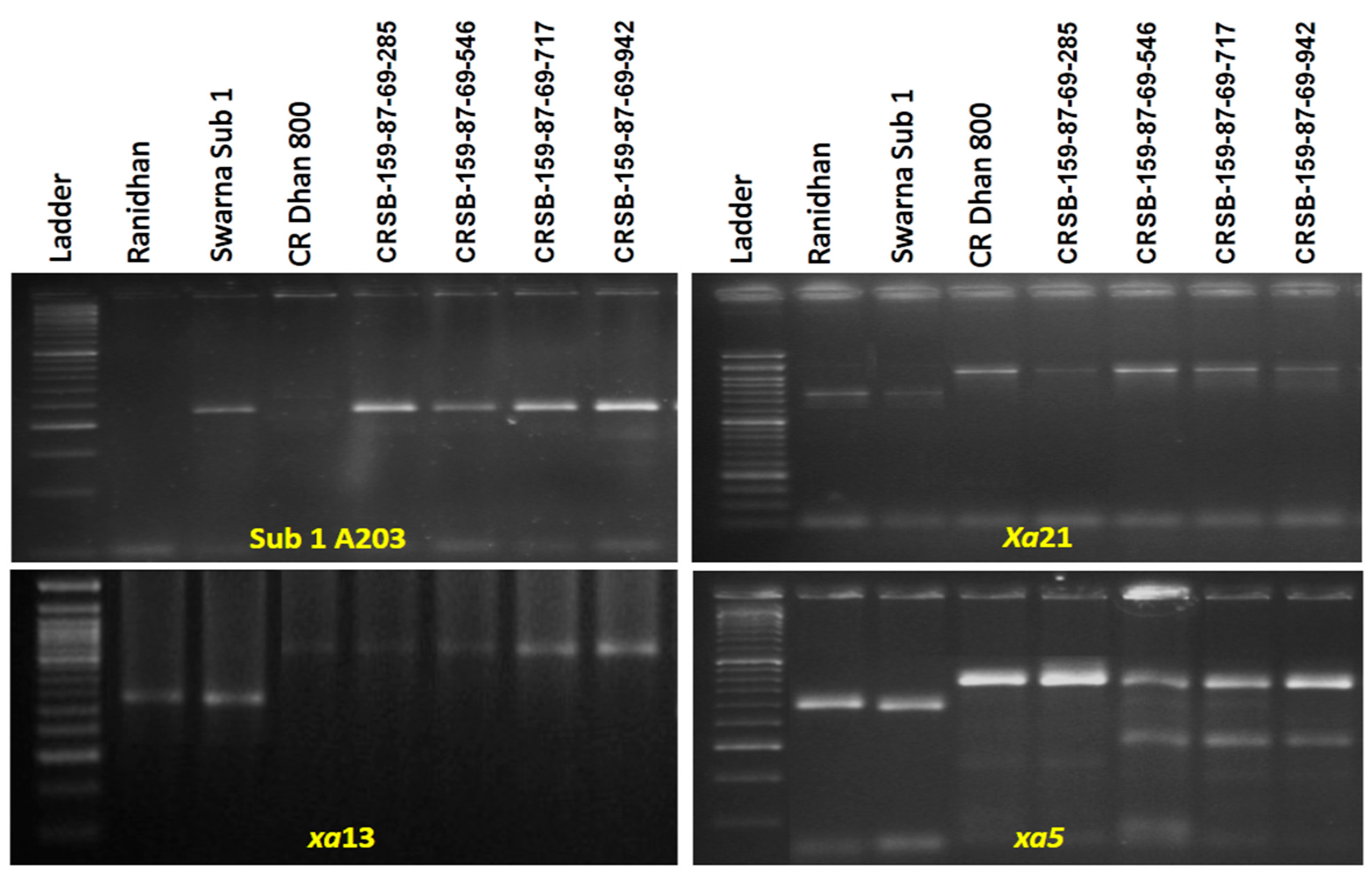 Biomolecules 13 00198 g006