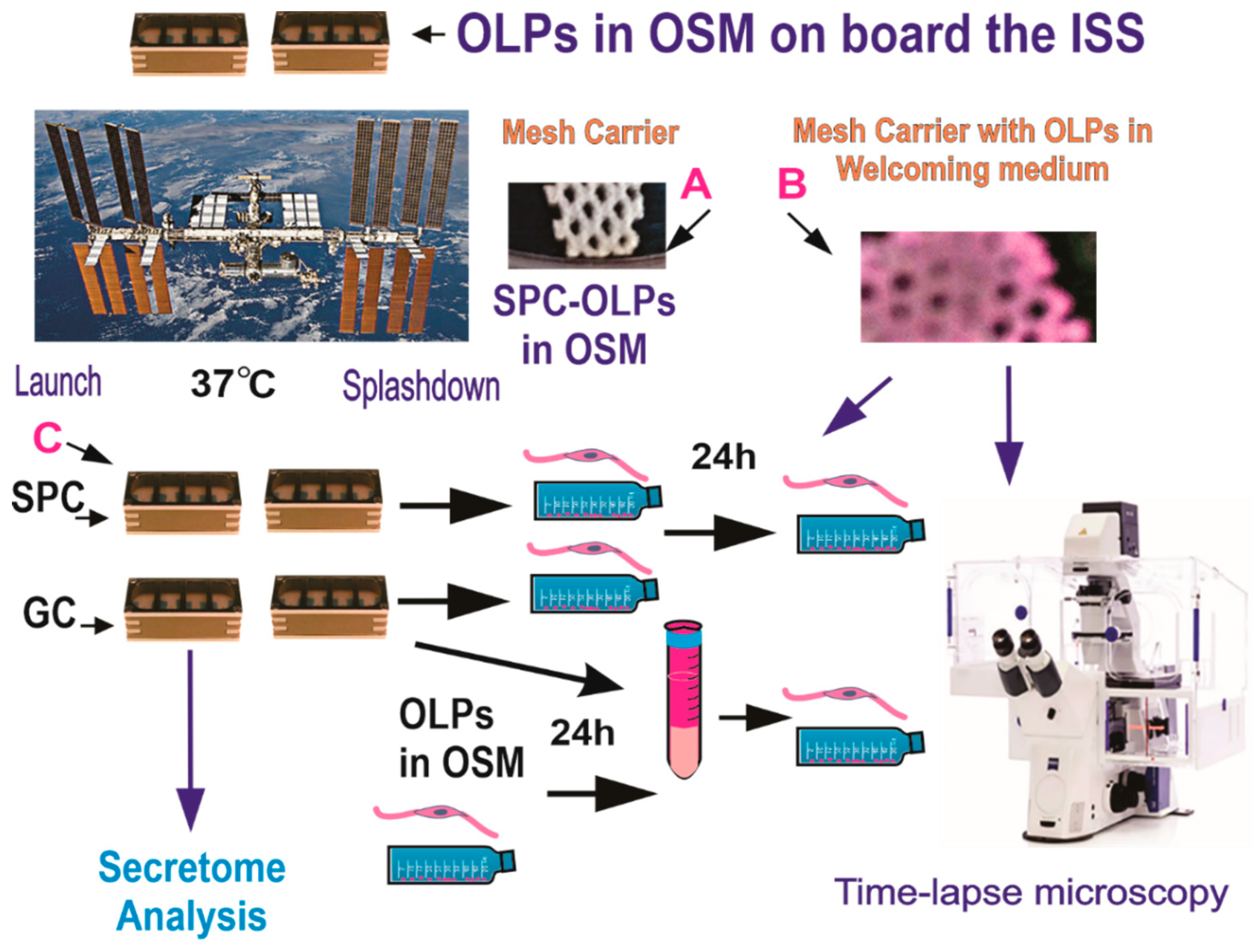 Biomolecules 13 00201 g002