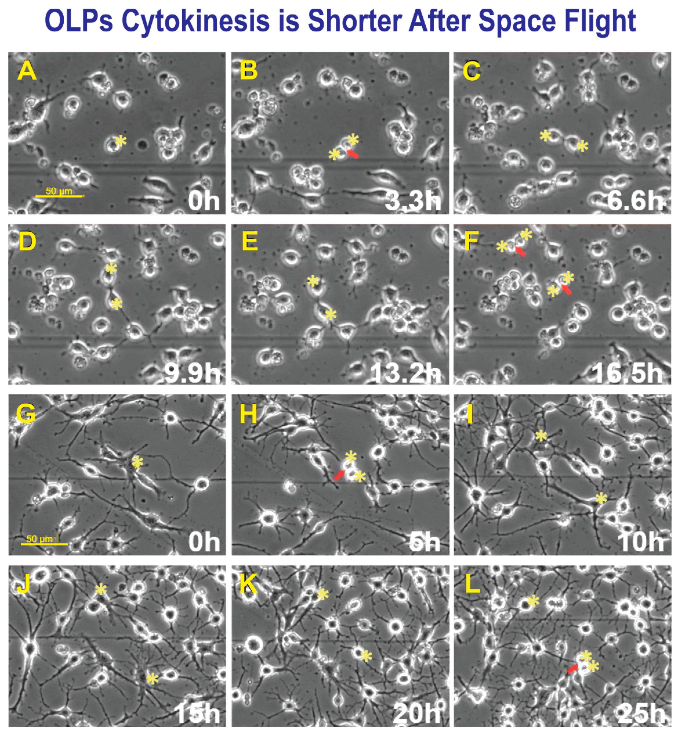 Biomolecules 13 00201 g005