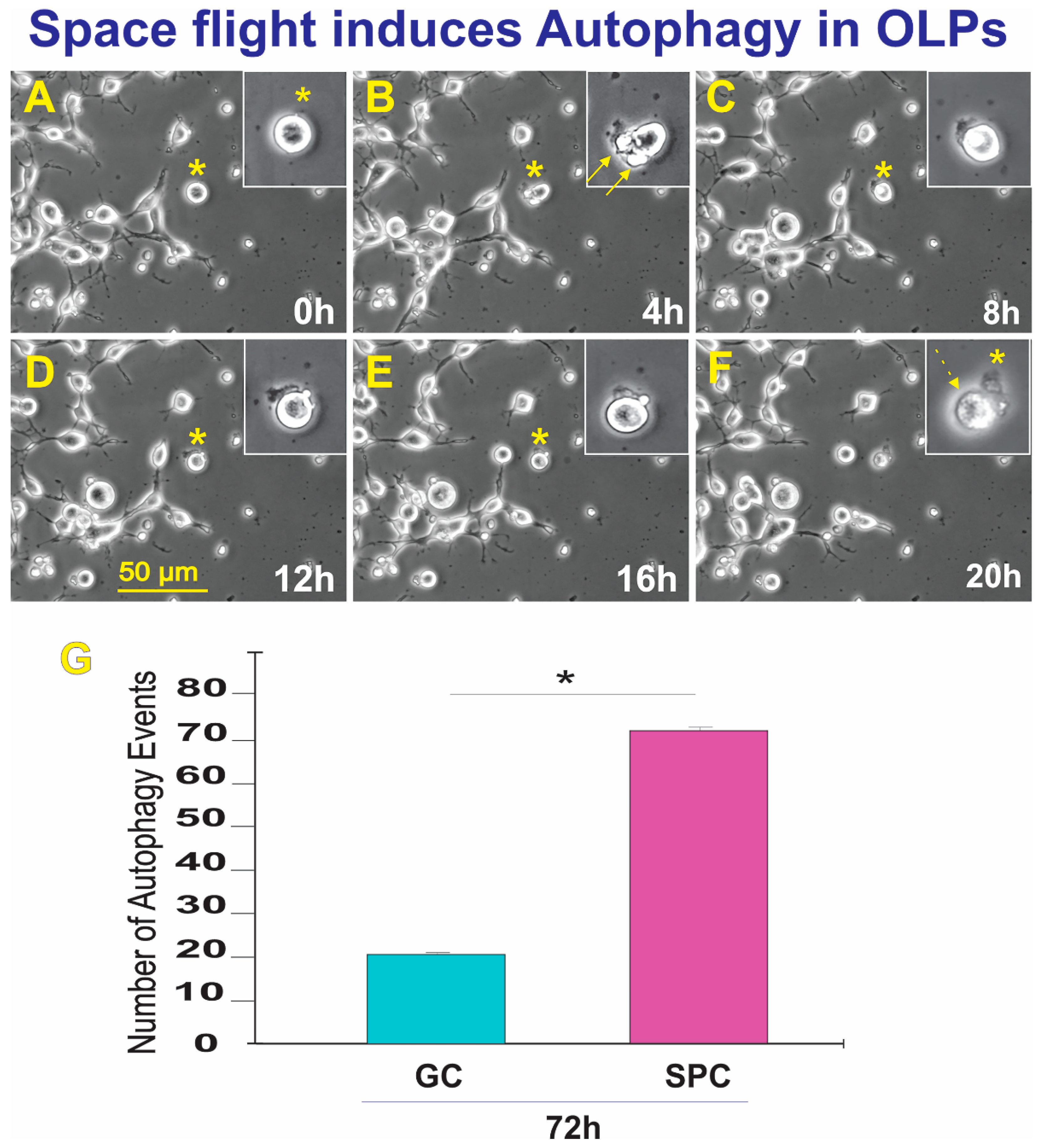 Biomolecules 13 00201 g007