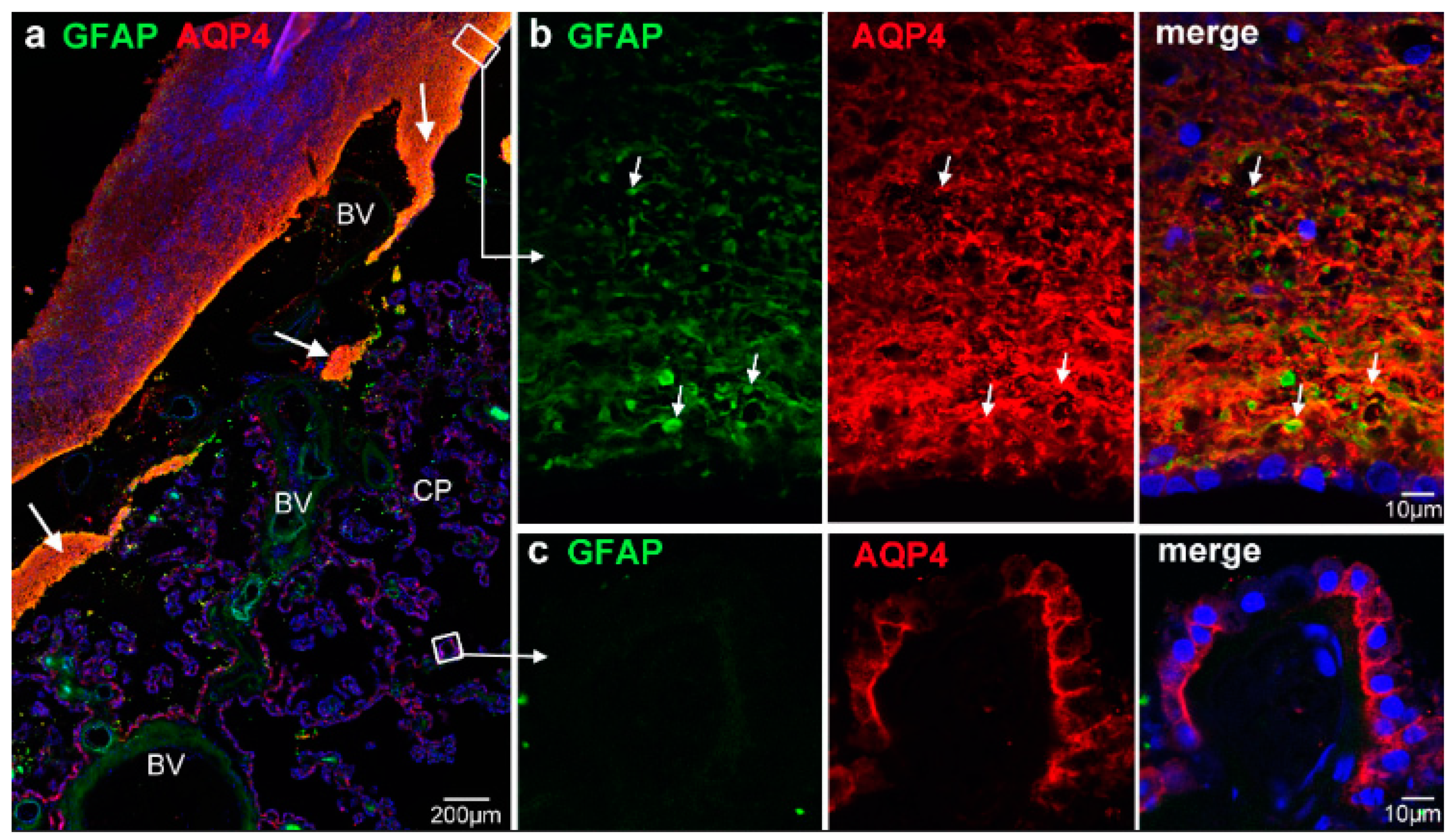 Biomolecules 13 00212 g002
