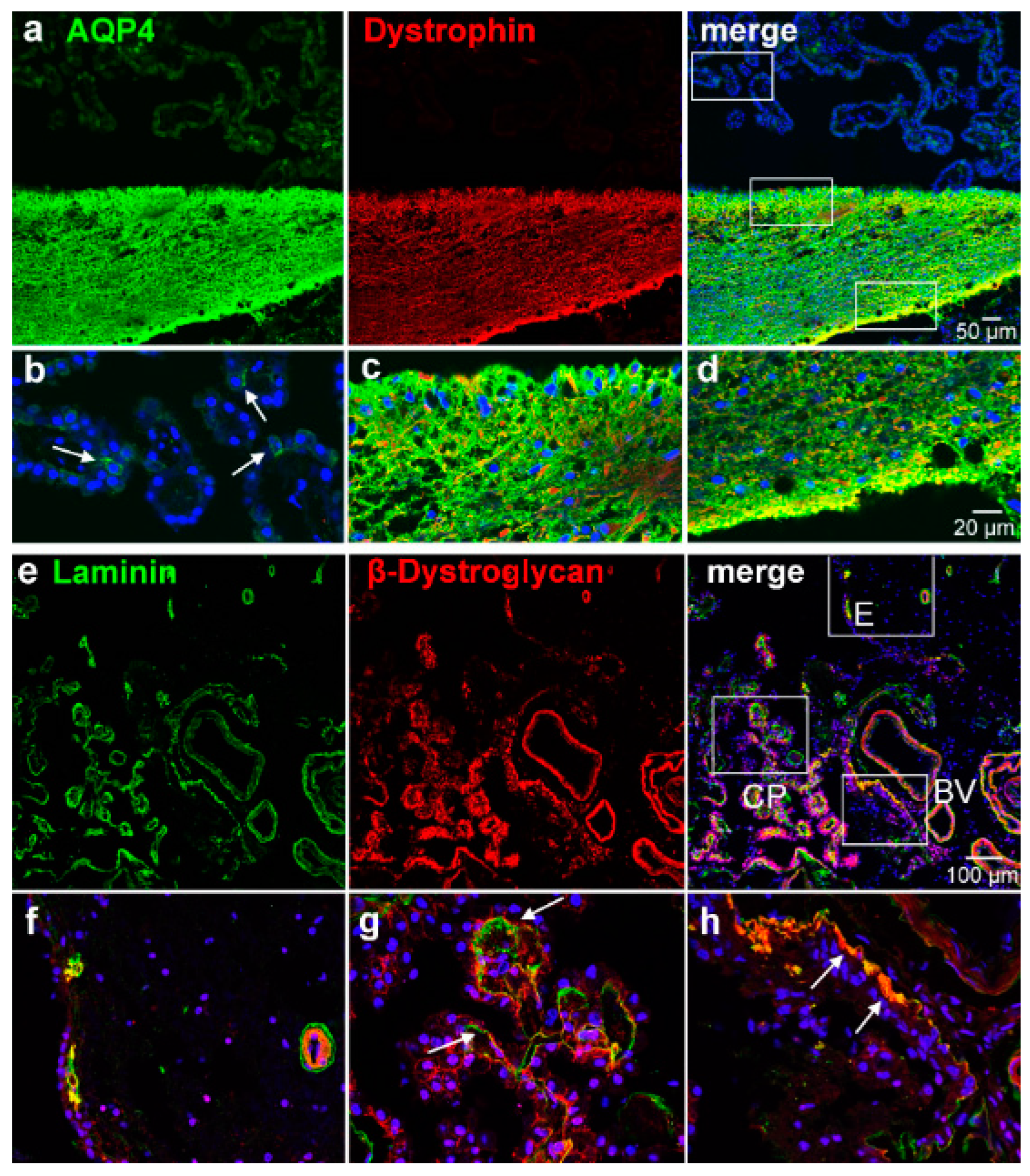 Biomolecules 13 00212 g004