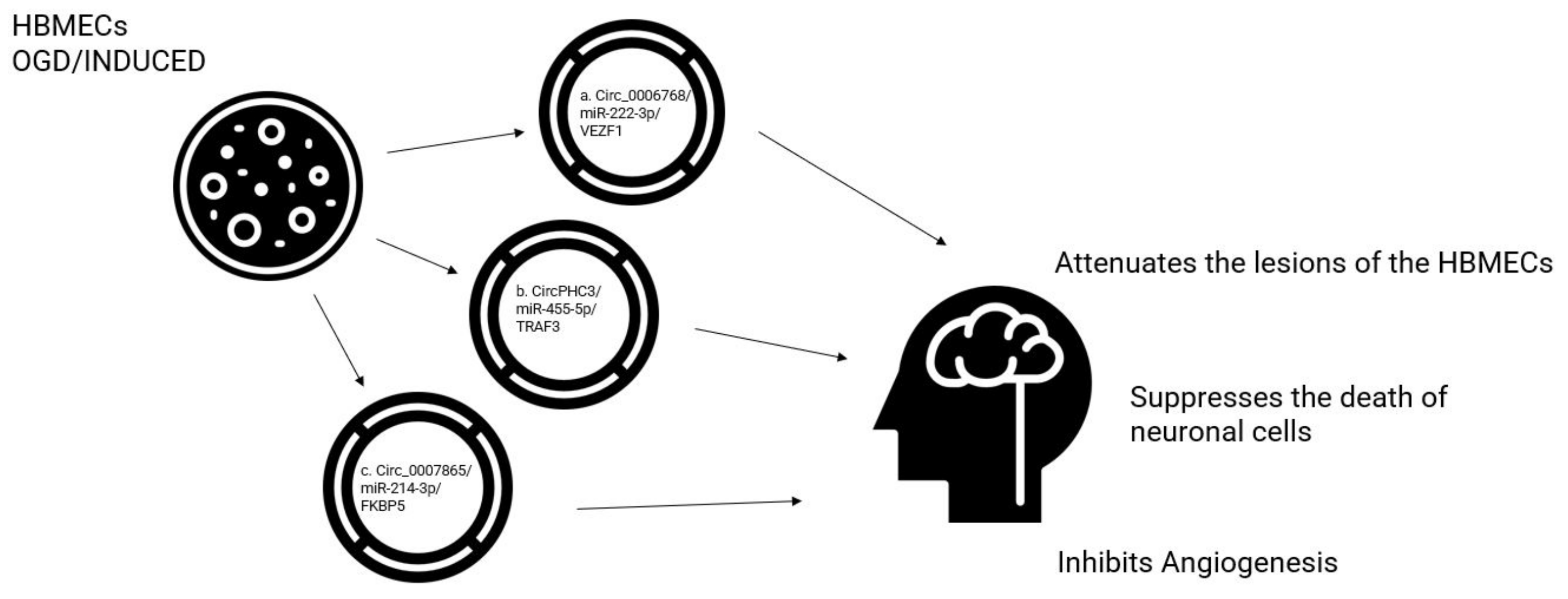 Biomolecules 13 00214 g003 Biomolecules 13 00214 g003