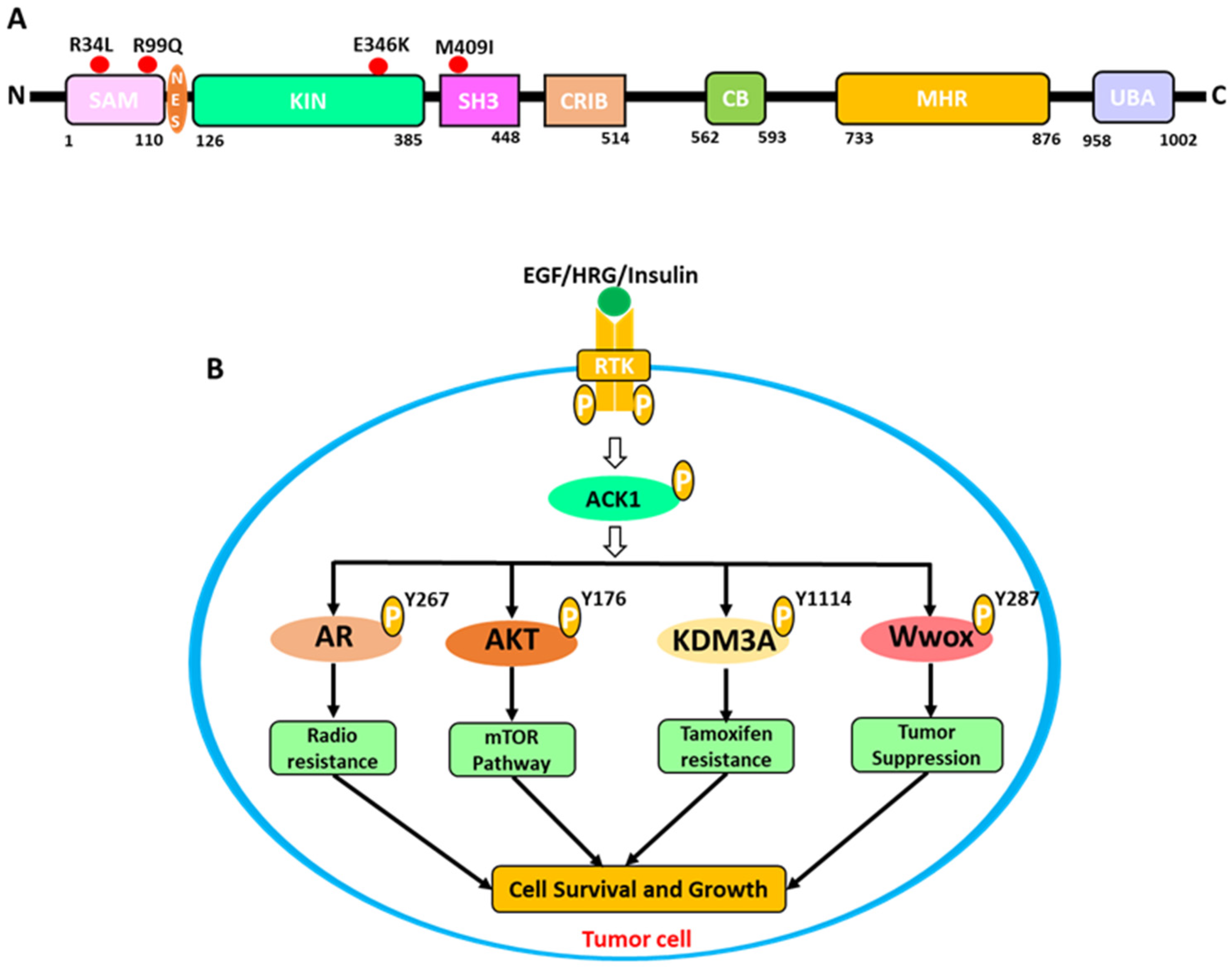 Biomolecules 13 00217 g001 Biomolecules 13 00217 g001