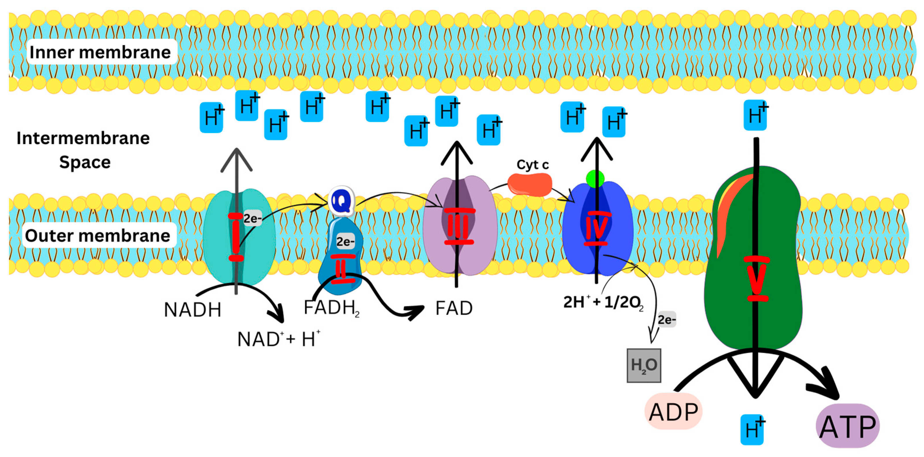 Biomolecules 13 00226 g002