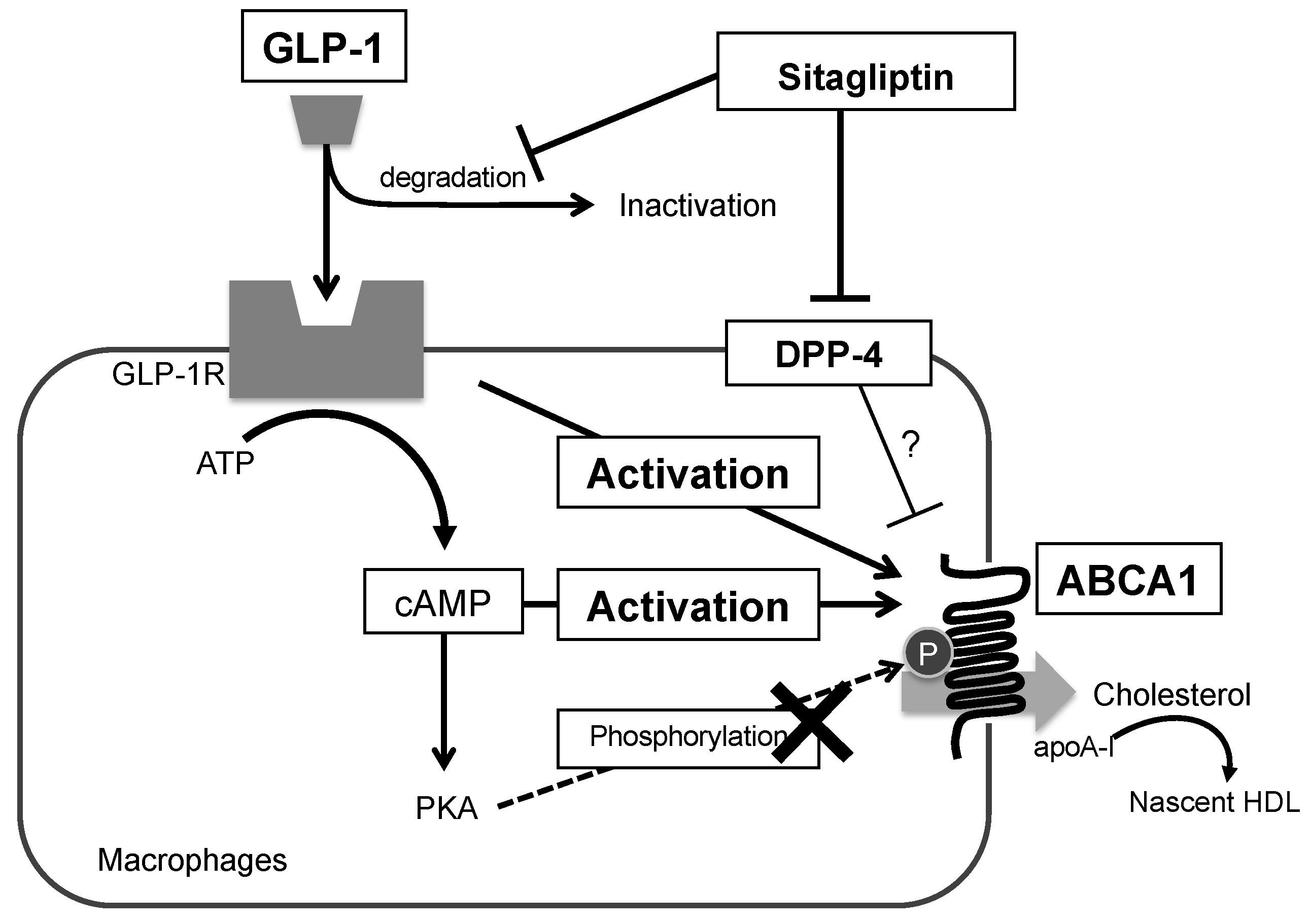 Biomolecules 13 00228 g006