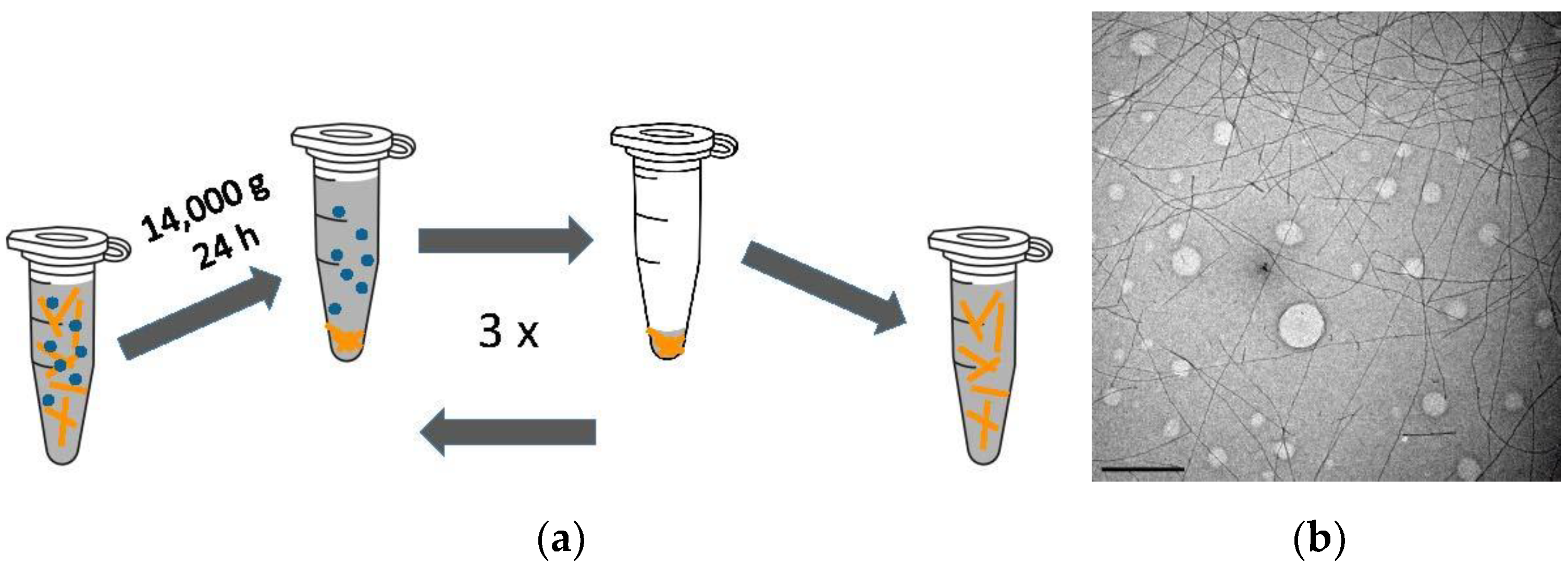 Biomolecules 13 00230 g001