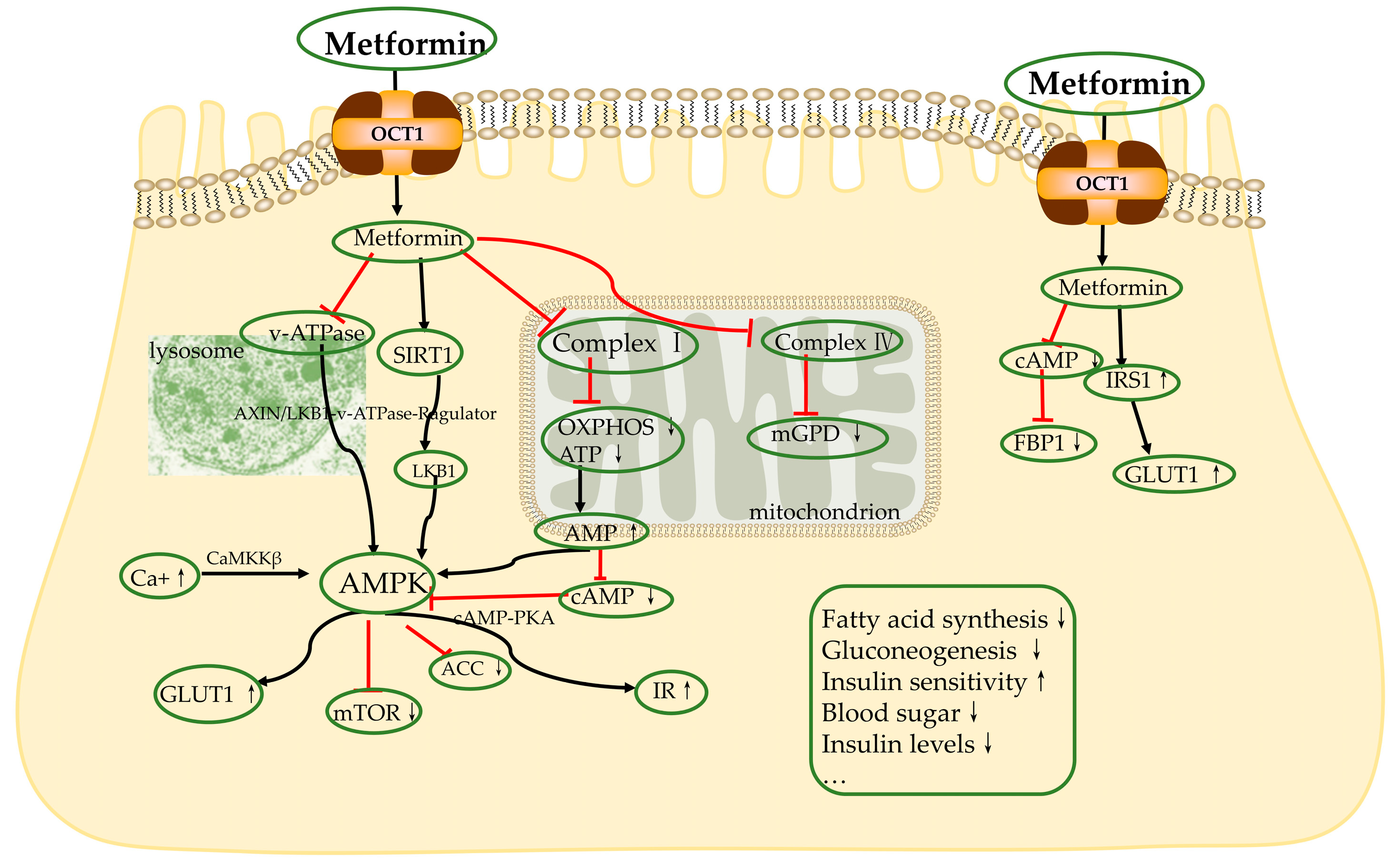 Biomolecules 13 00250 g002