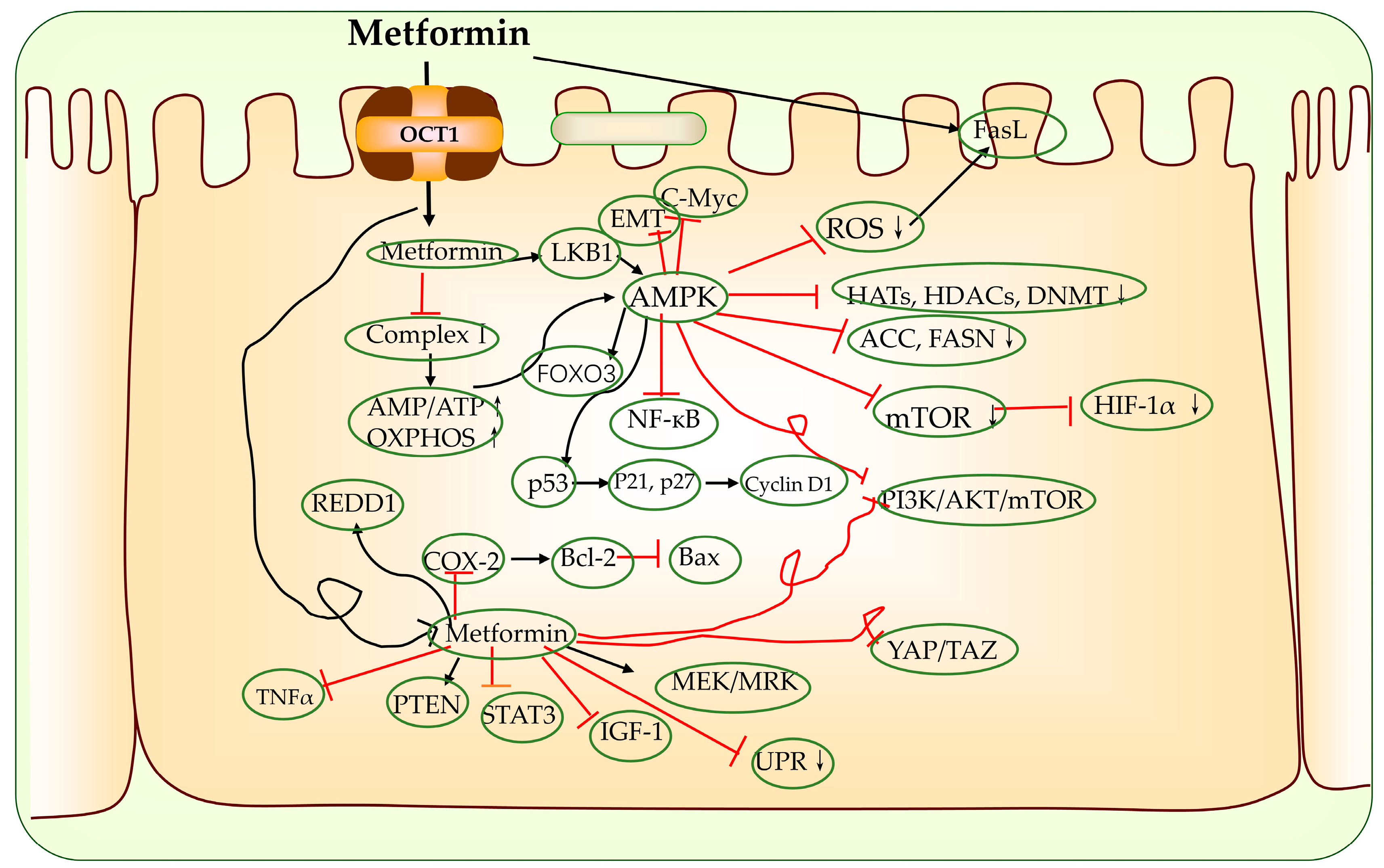 Biomolecules 13 00250 g003