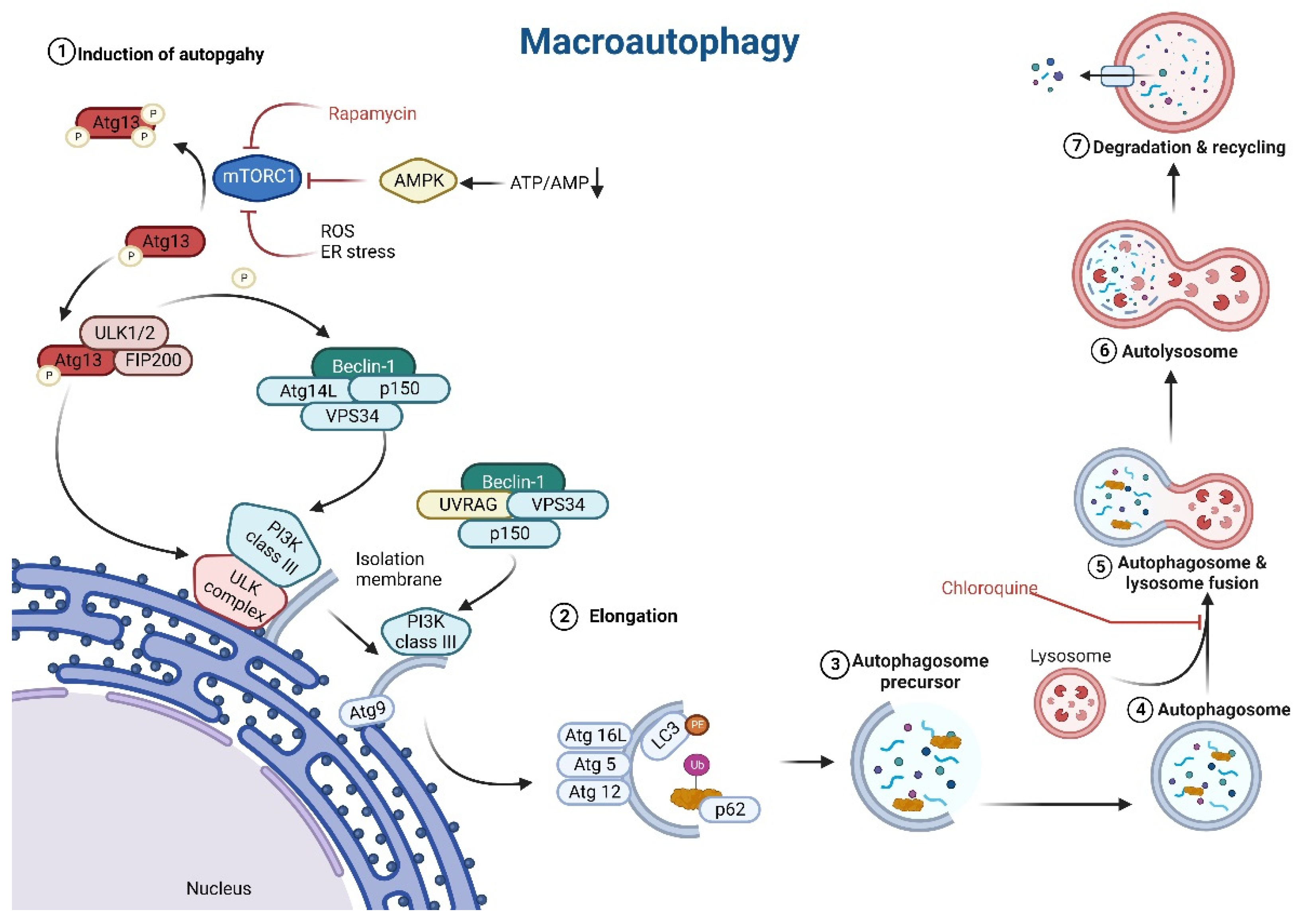 Biomolecules 13 00255 g002 Biomolecules 13 00255 g002