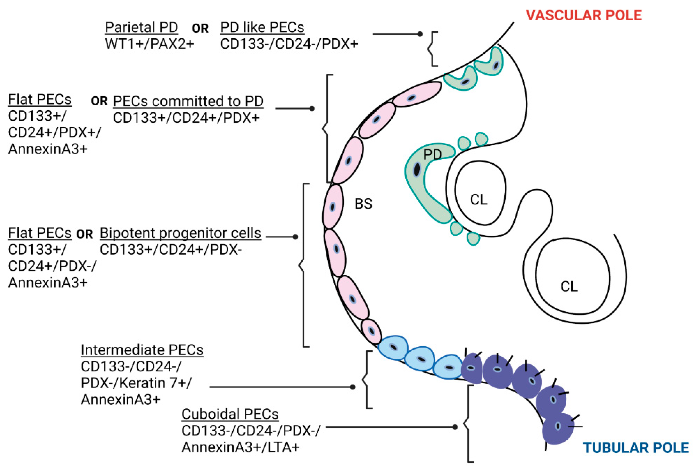 Biomolecules 13 00266 g001 Biomolecules 13 00266 g001