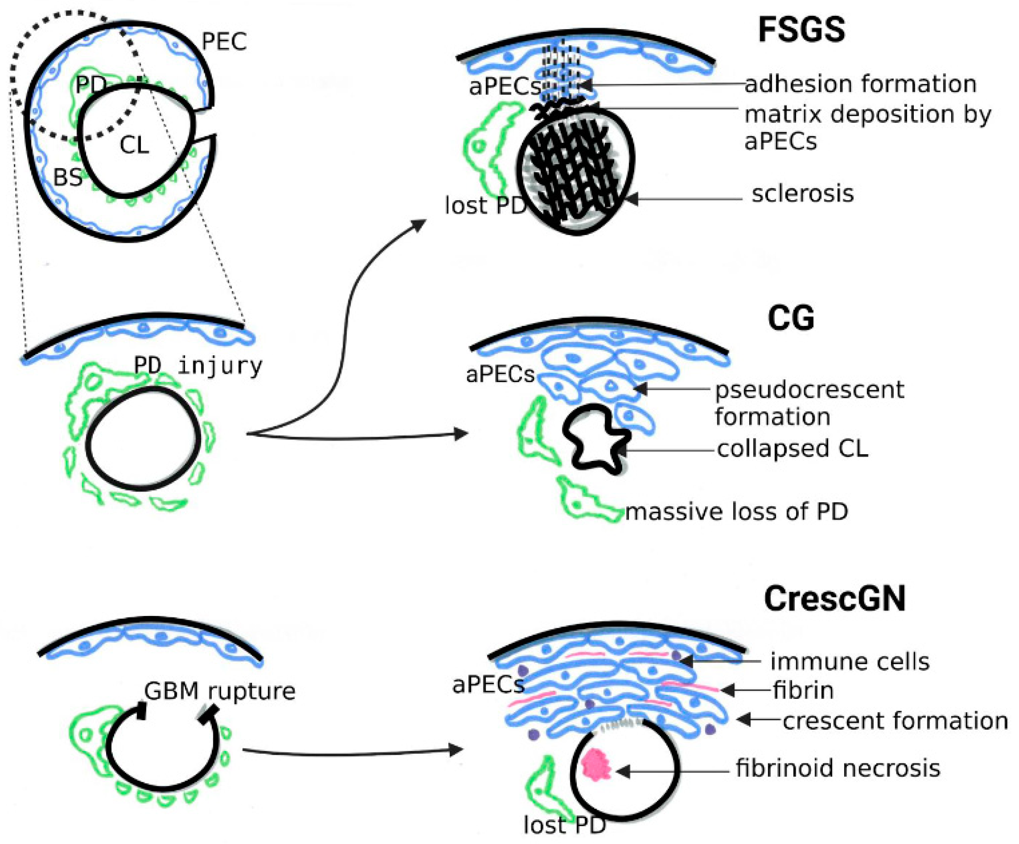 Biomolecules 13 00266 g002 Biomolecules 13 00266 g002