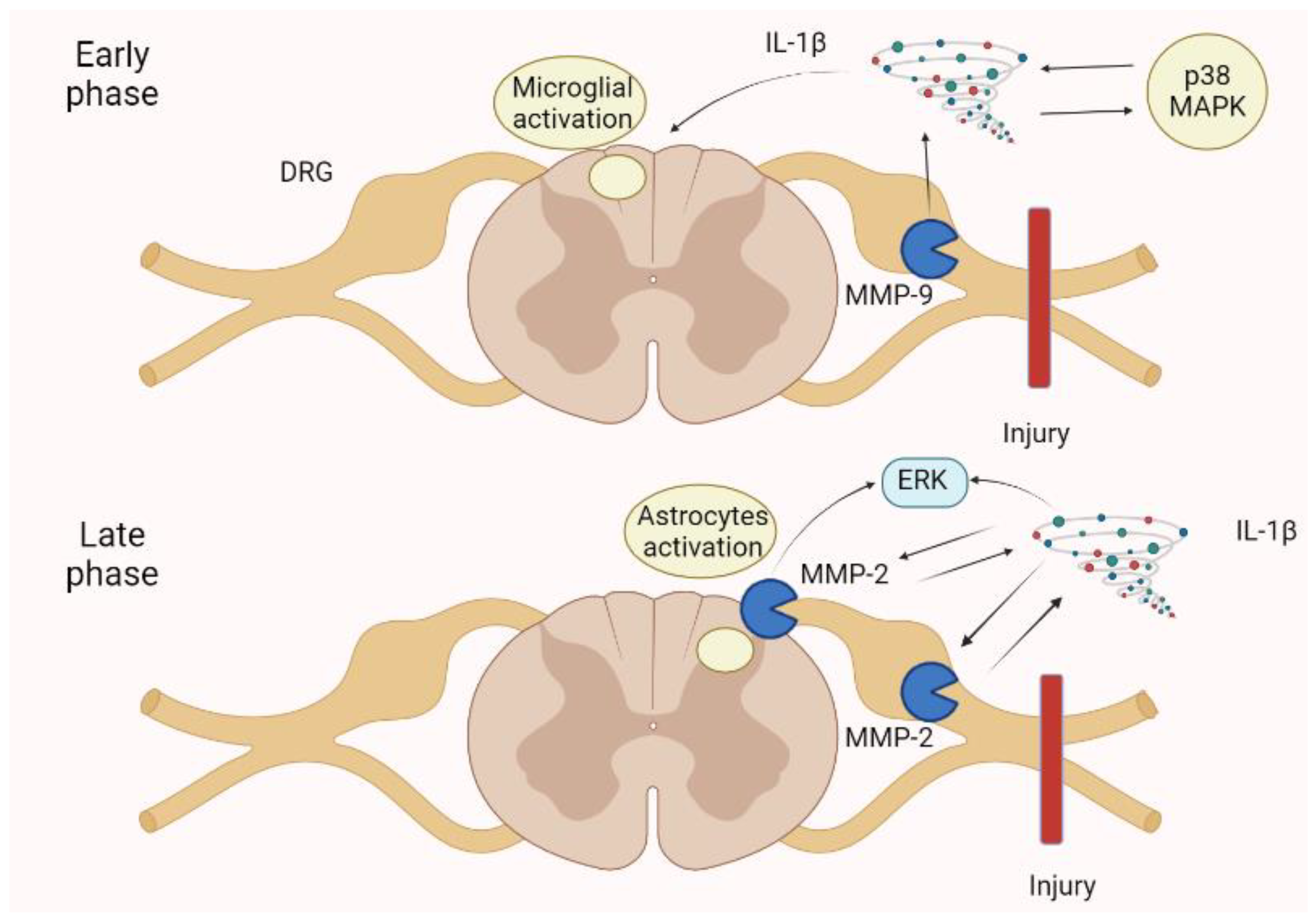 Biomolecules 13 00268 g006