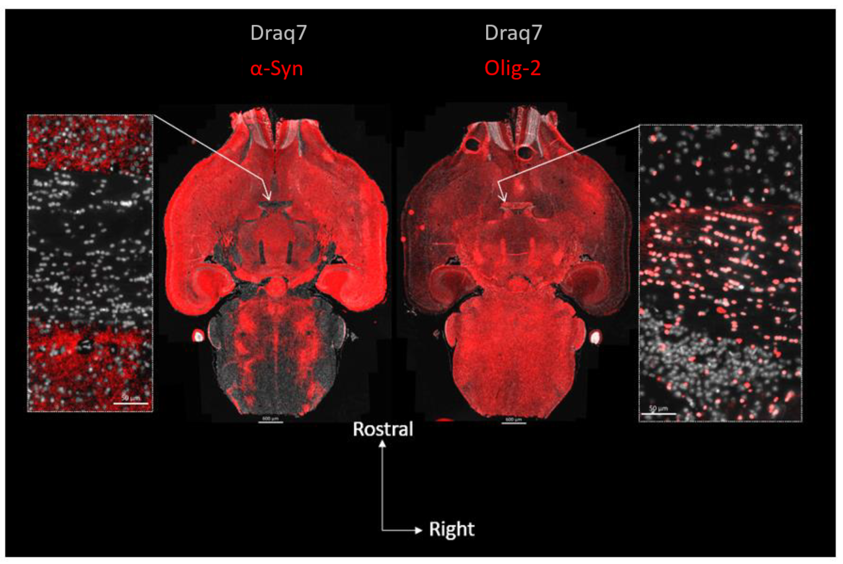 Biomolecules 13 00269 g001