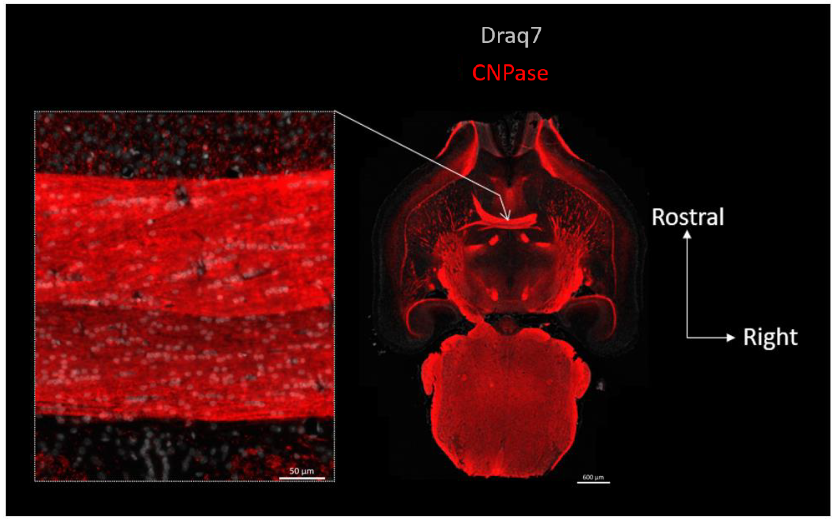Biomolecules 13 00269 g002