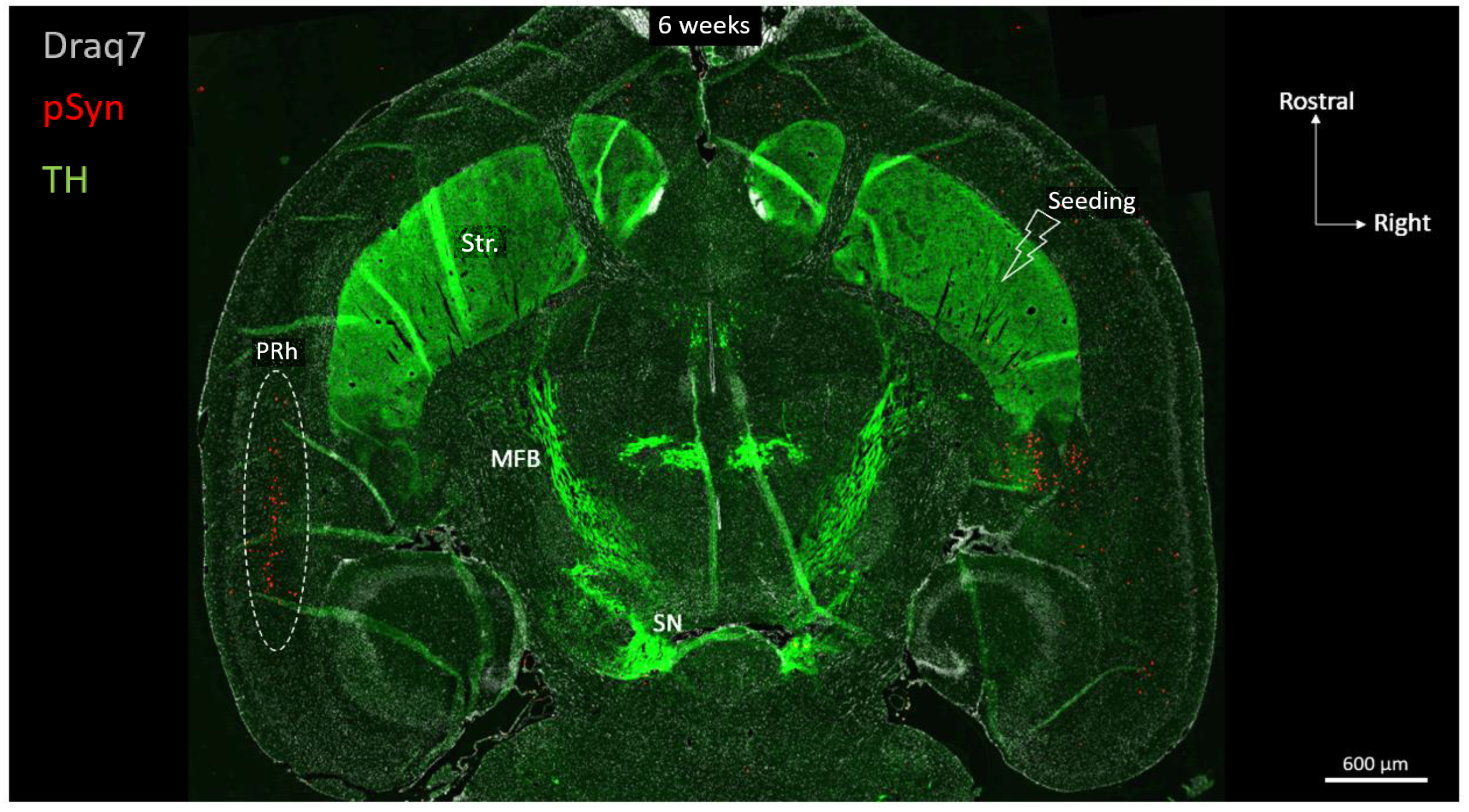 Biomolecules 13 00269 g003