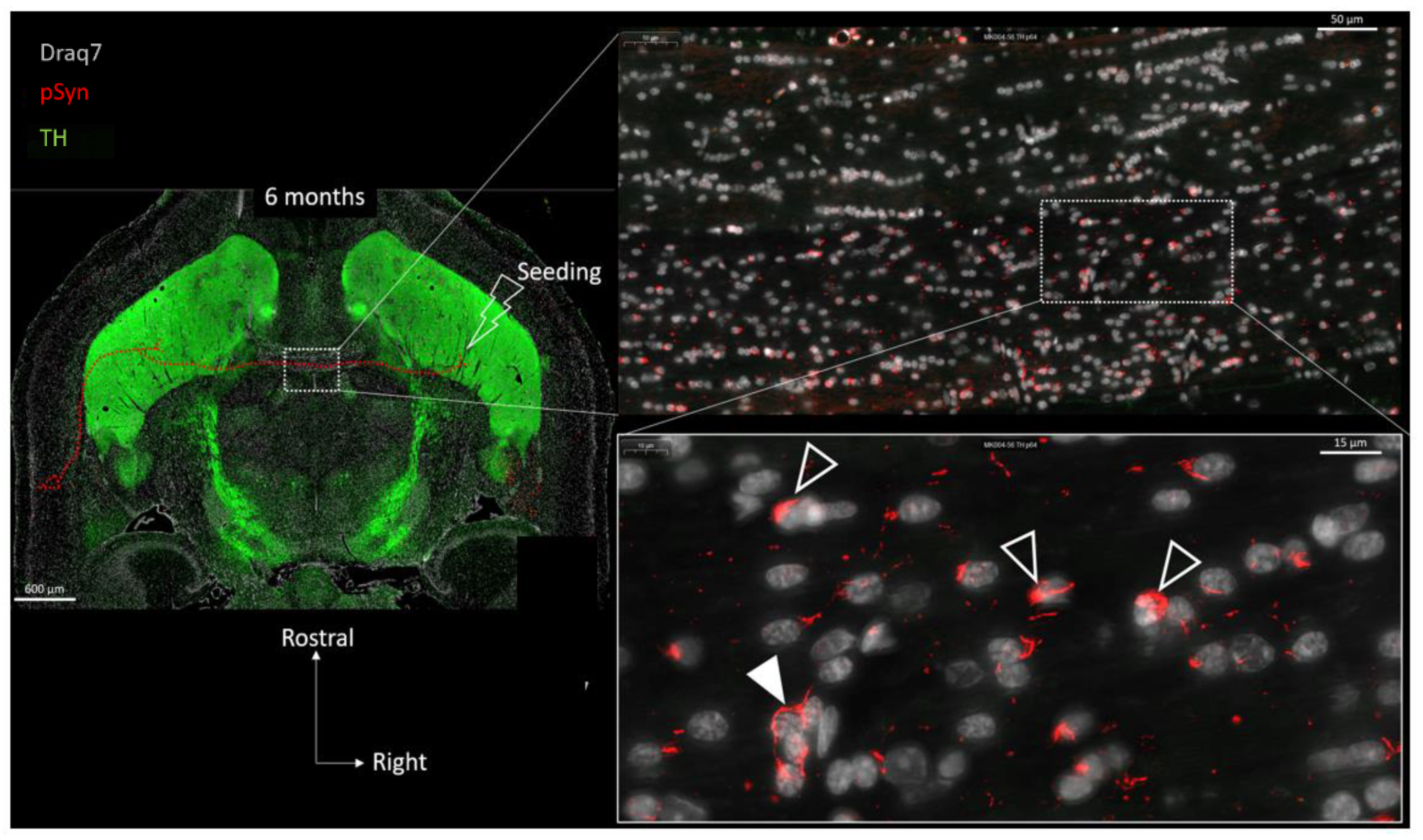 Biomolecules 13 00269 g006