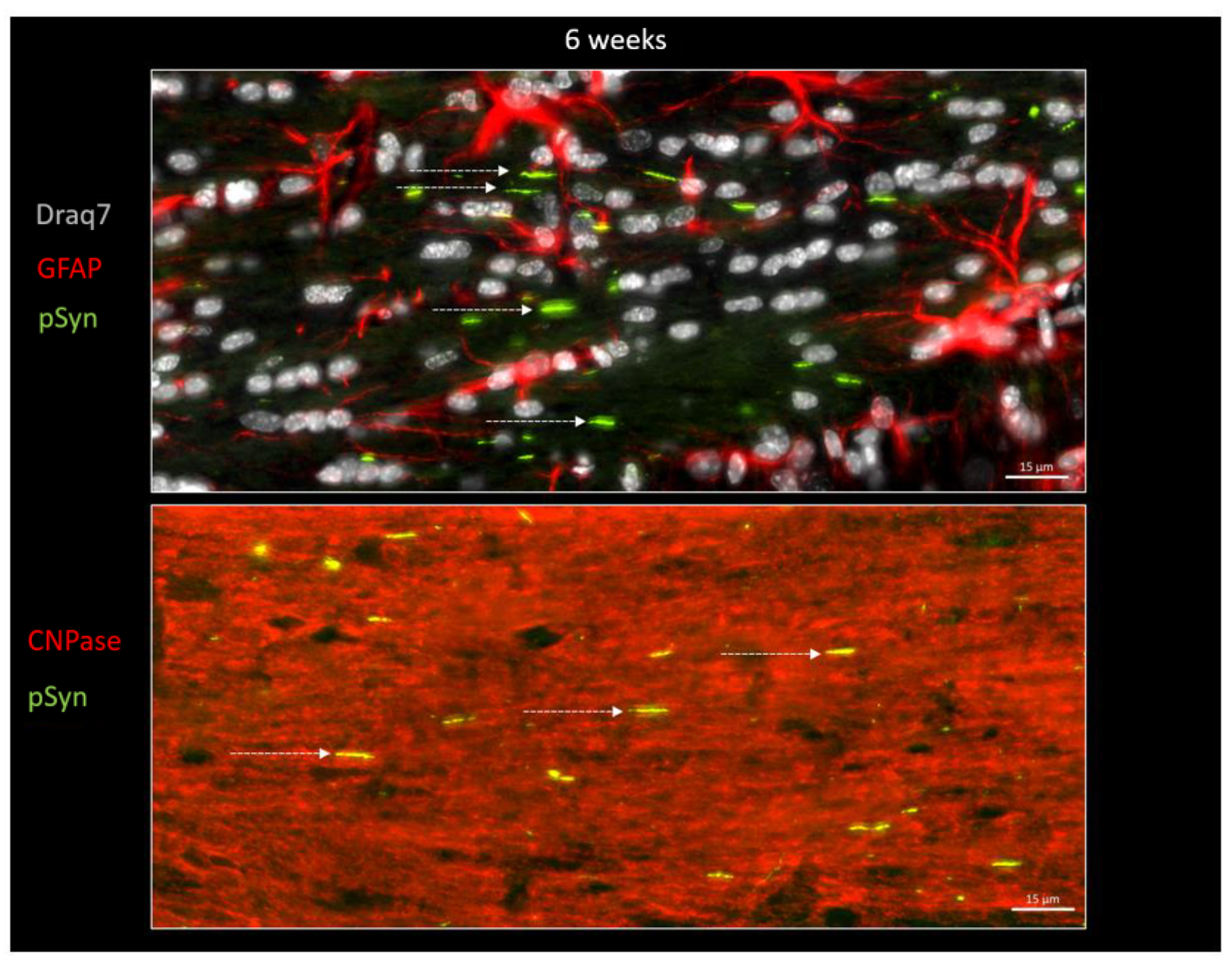 Biomolecules 13 00269 g007