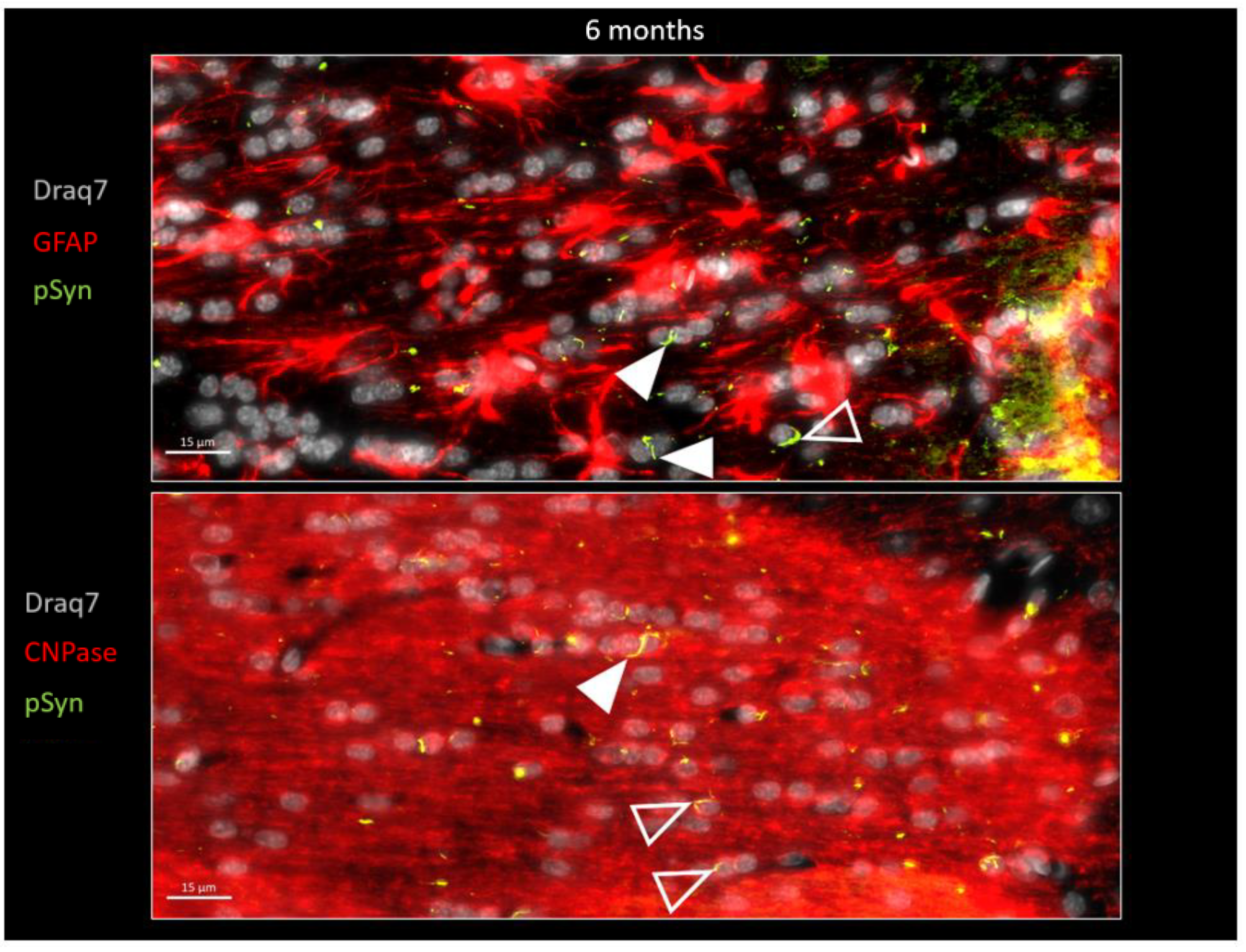 Biomolecules 13 00269 g008