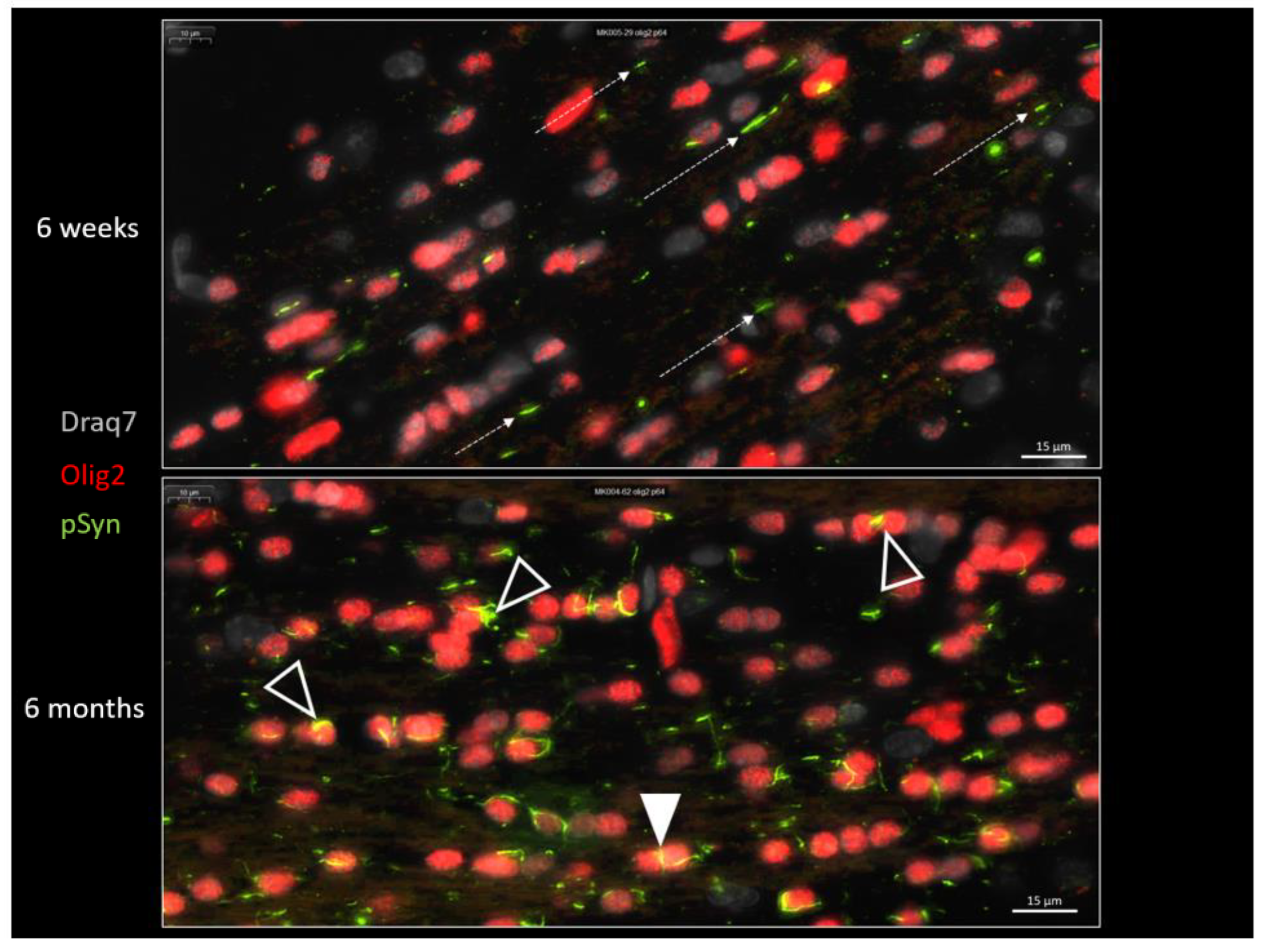 Biomolecules 13 00269 g009