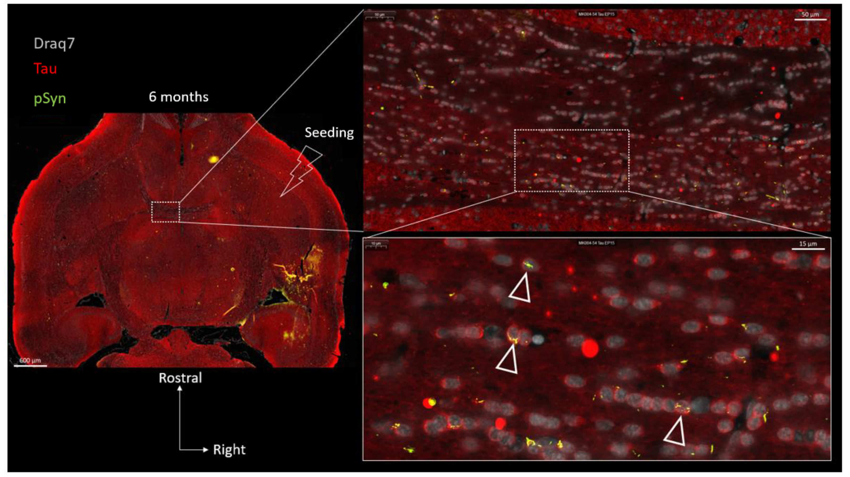 Biomolecules 13 00269 g010