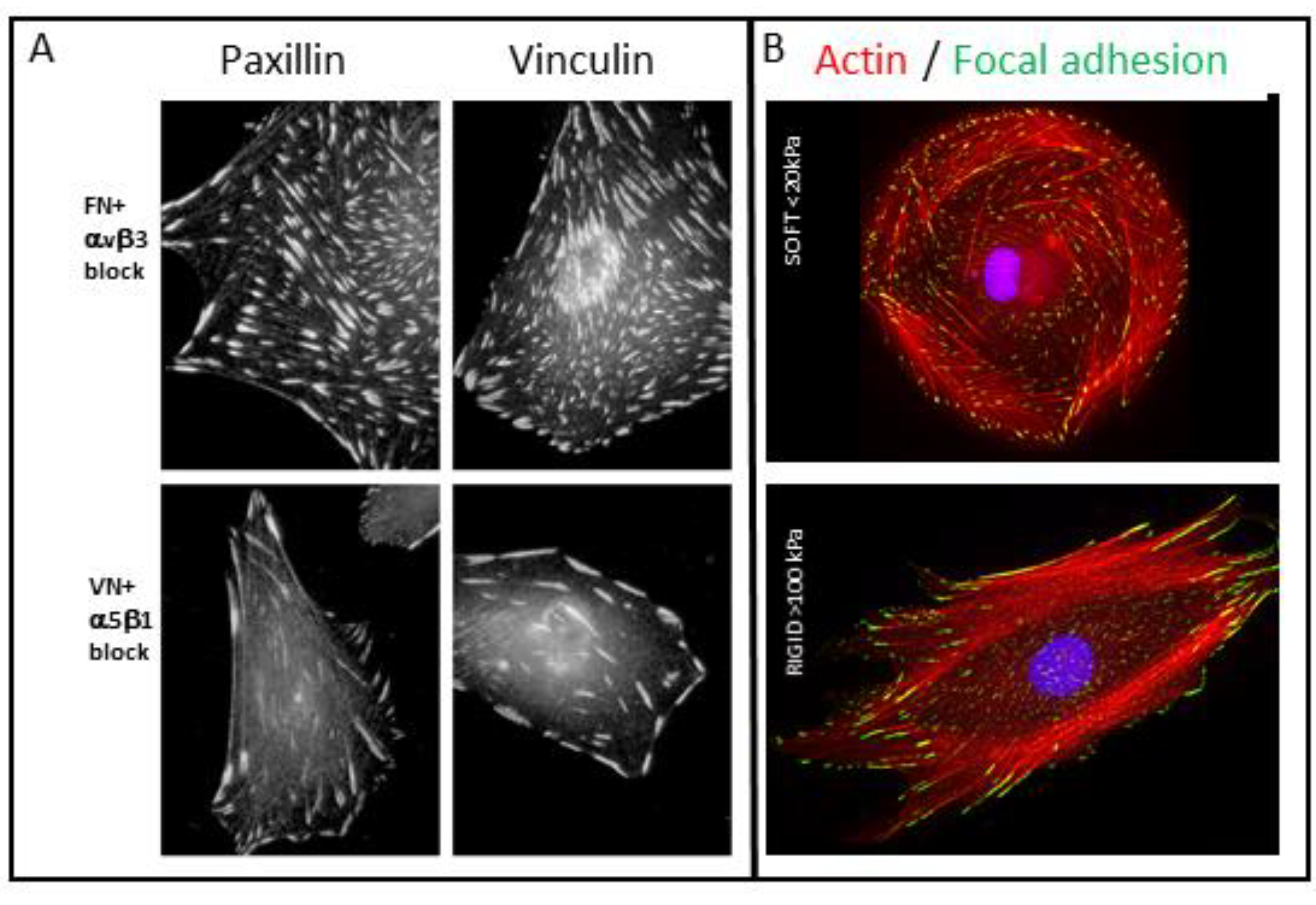 Biomolecules 13 00294 g005