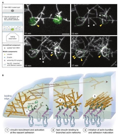 Biomolecules 13 00294 g006