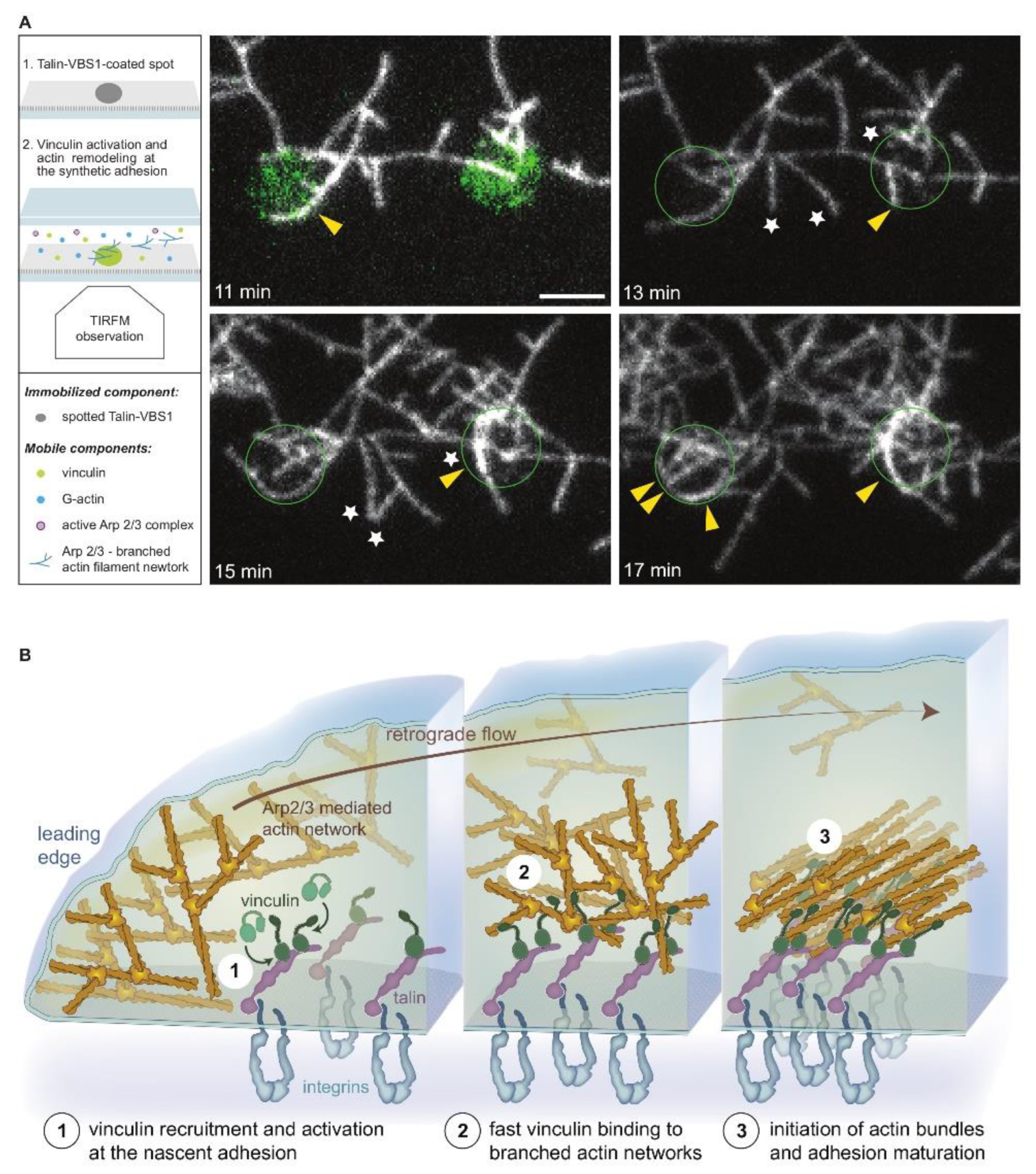 Biomolecules 13 00294 g006