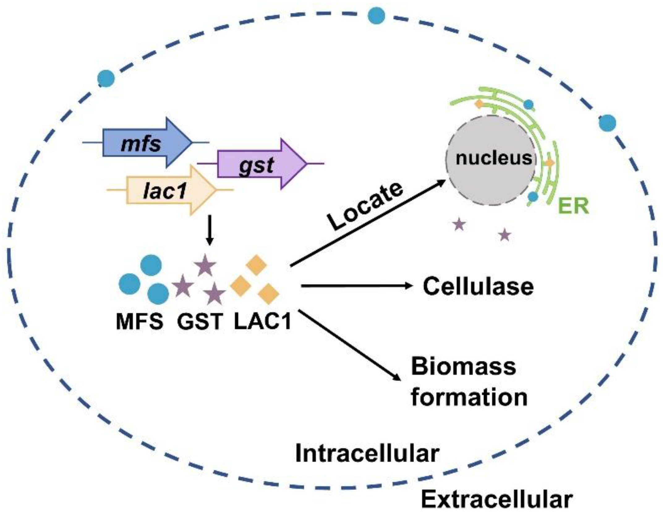 Biomolecules 13 00295 g006
