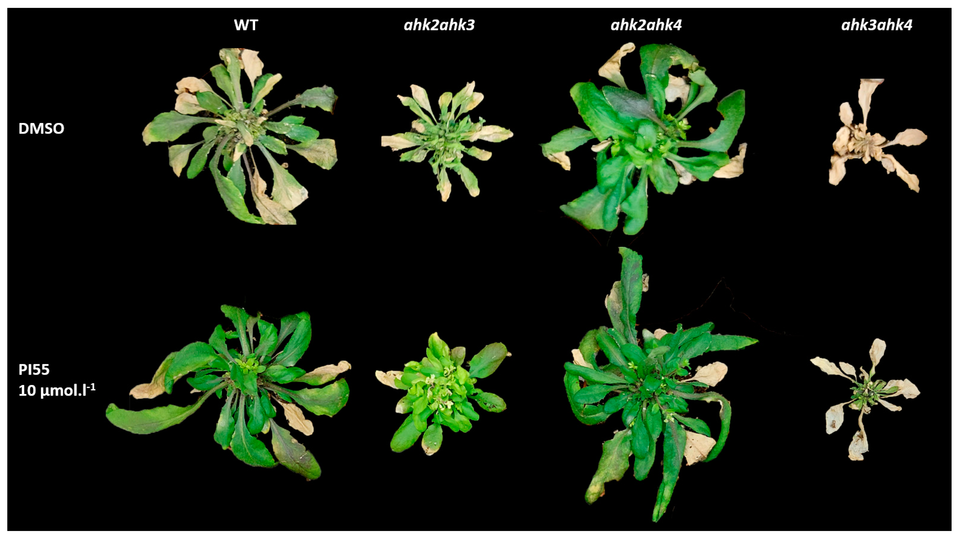 Biomolecules 13 00299 g001