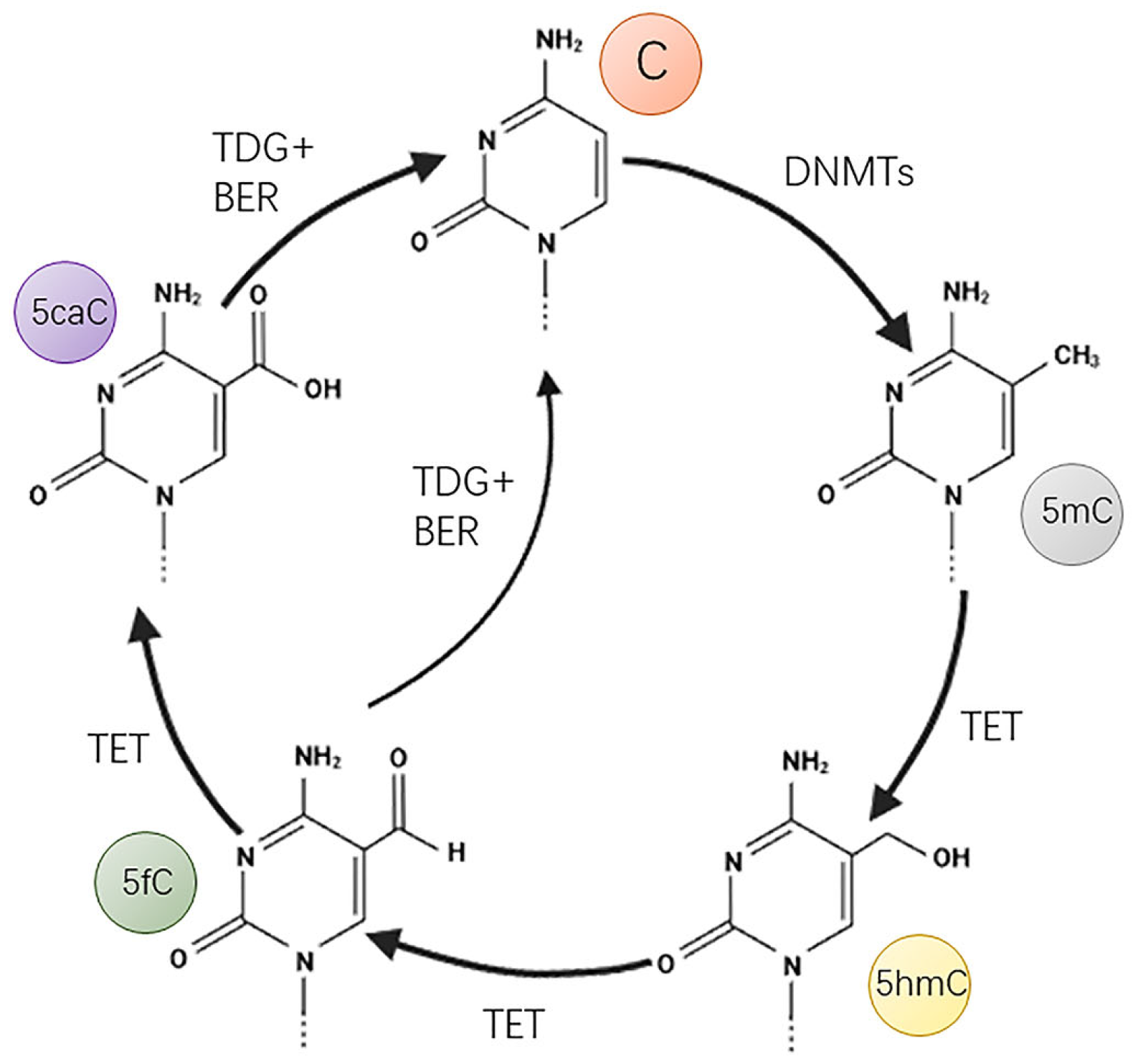 Biomolecules 13 00304 g003