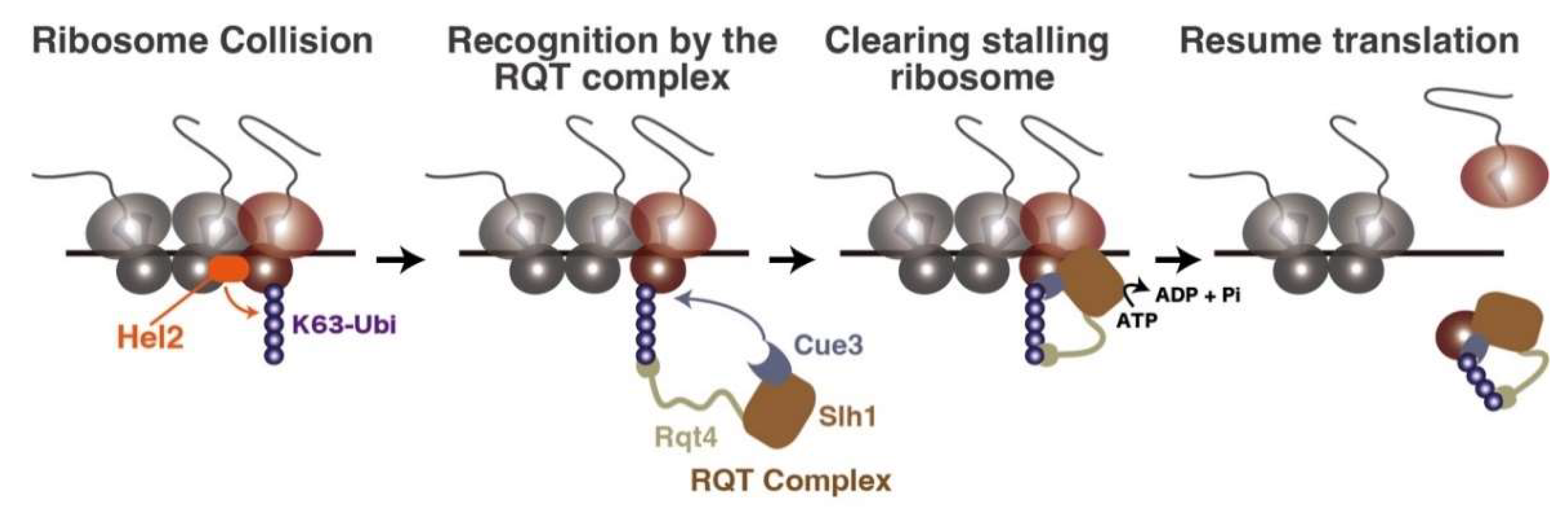 Biomolecules 13 00317 g002