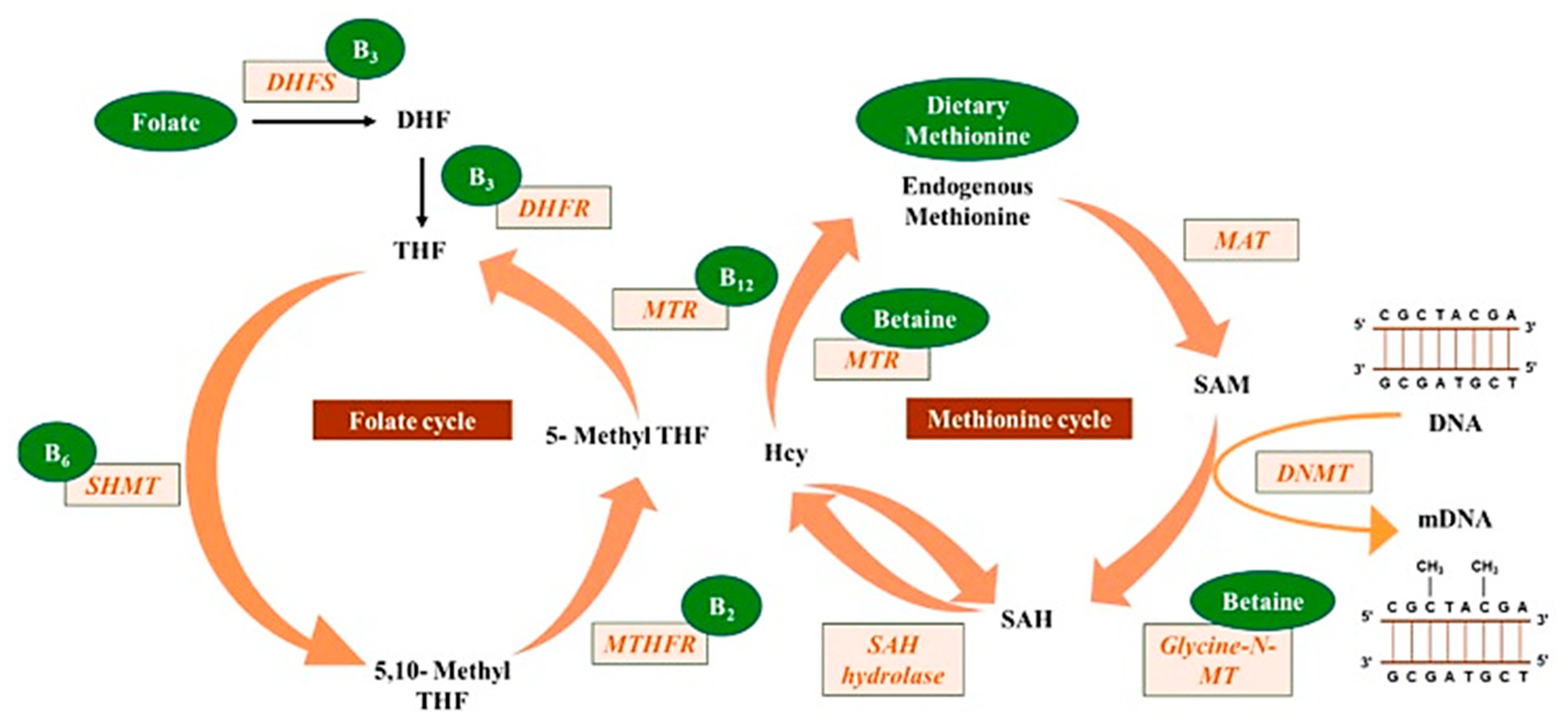 Biomolecules 13 00318 g002