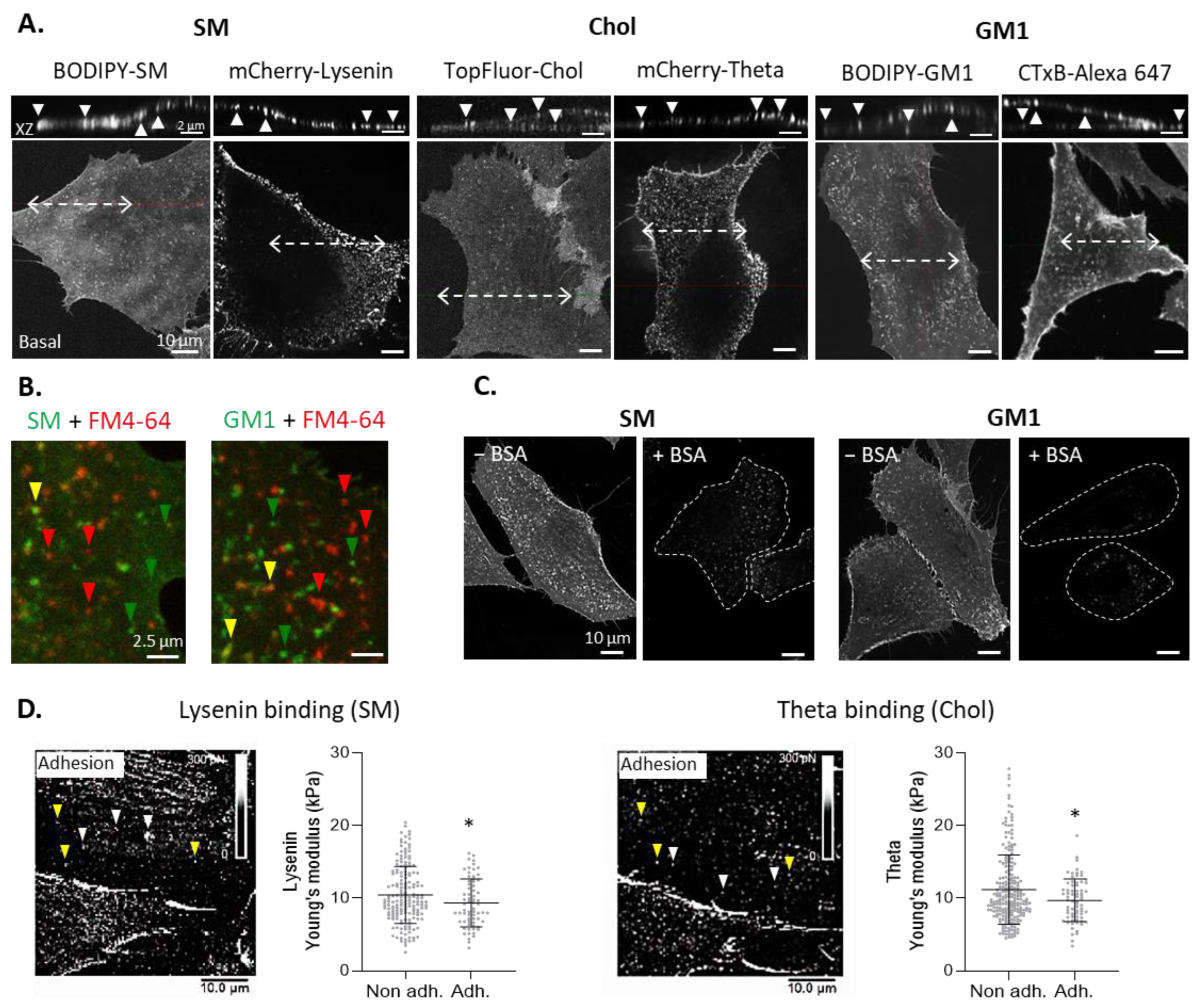 Biomolecules 13 00319 g001