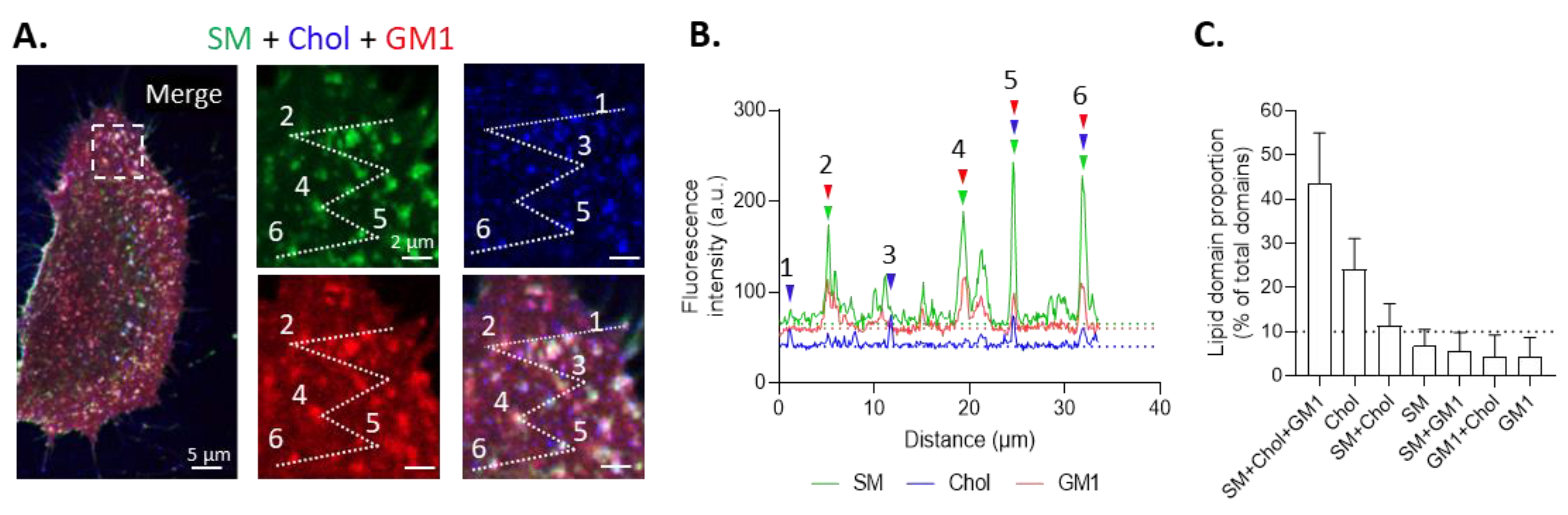 Biomolecules 13 00319 g002